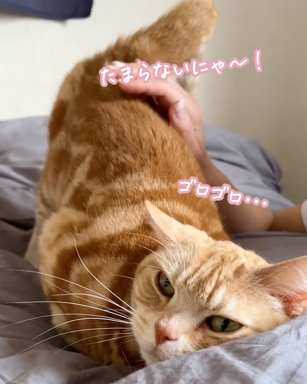 【驚愕】猫のおしりをトントンすると喜ぶって本当？理由は？検証してみた！（ねこぞー） エキスパート Yahoo ニュース