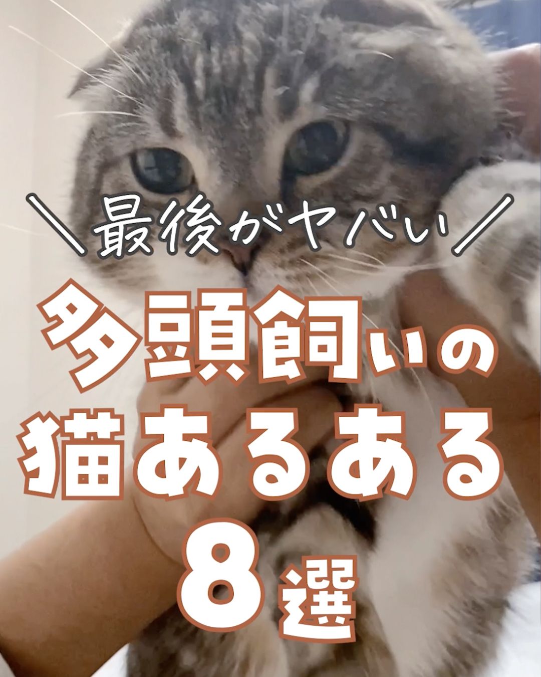 衝撃】多頭飼いの猫ちゃんについて調べていたら興味深い事実が判明