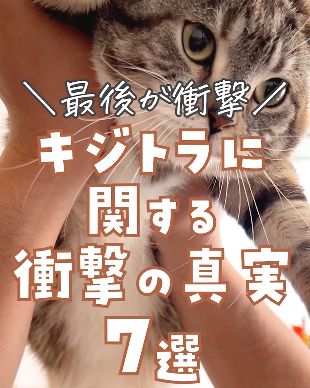 衝撃】キジトラ猫について調べていたら驚きの事実が判明！（ねこぞー