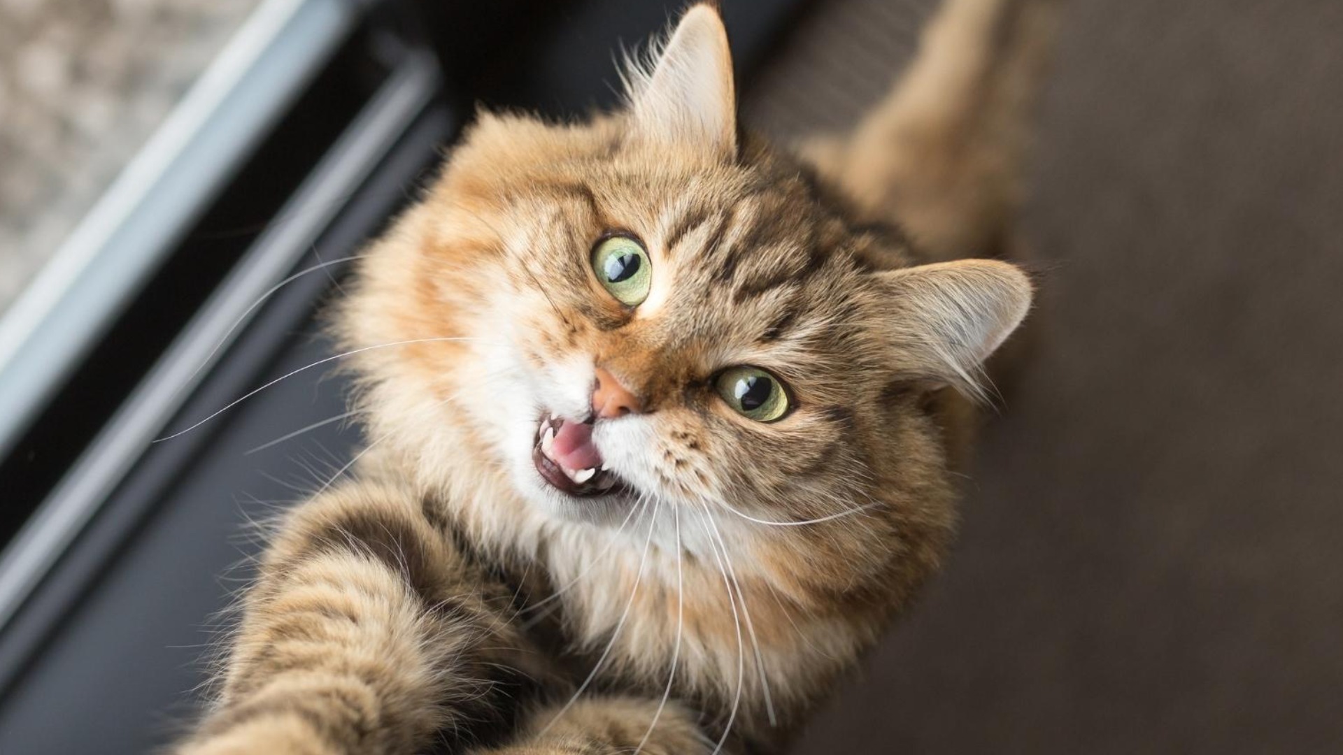 猫/キジトラ顔の取手＊フック