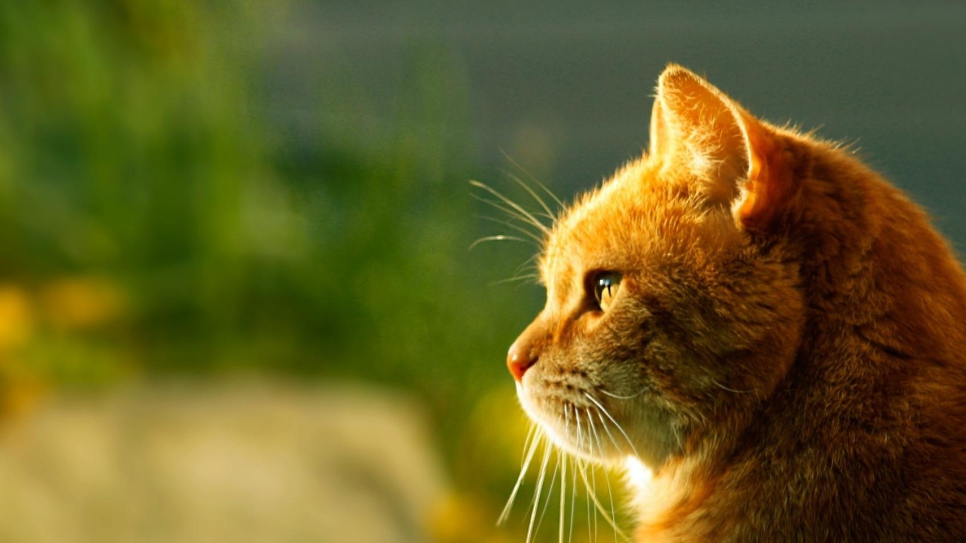 愕然】猫が飼い主の上に乗ってくる理由を調査していたら見逃し厳禁な