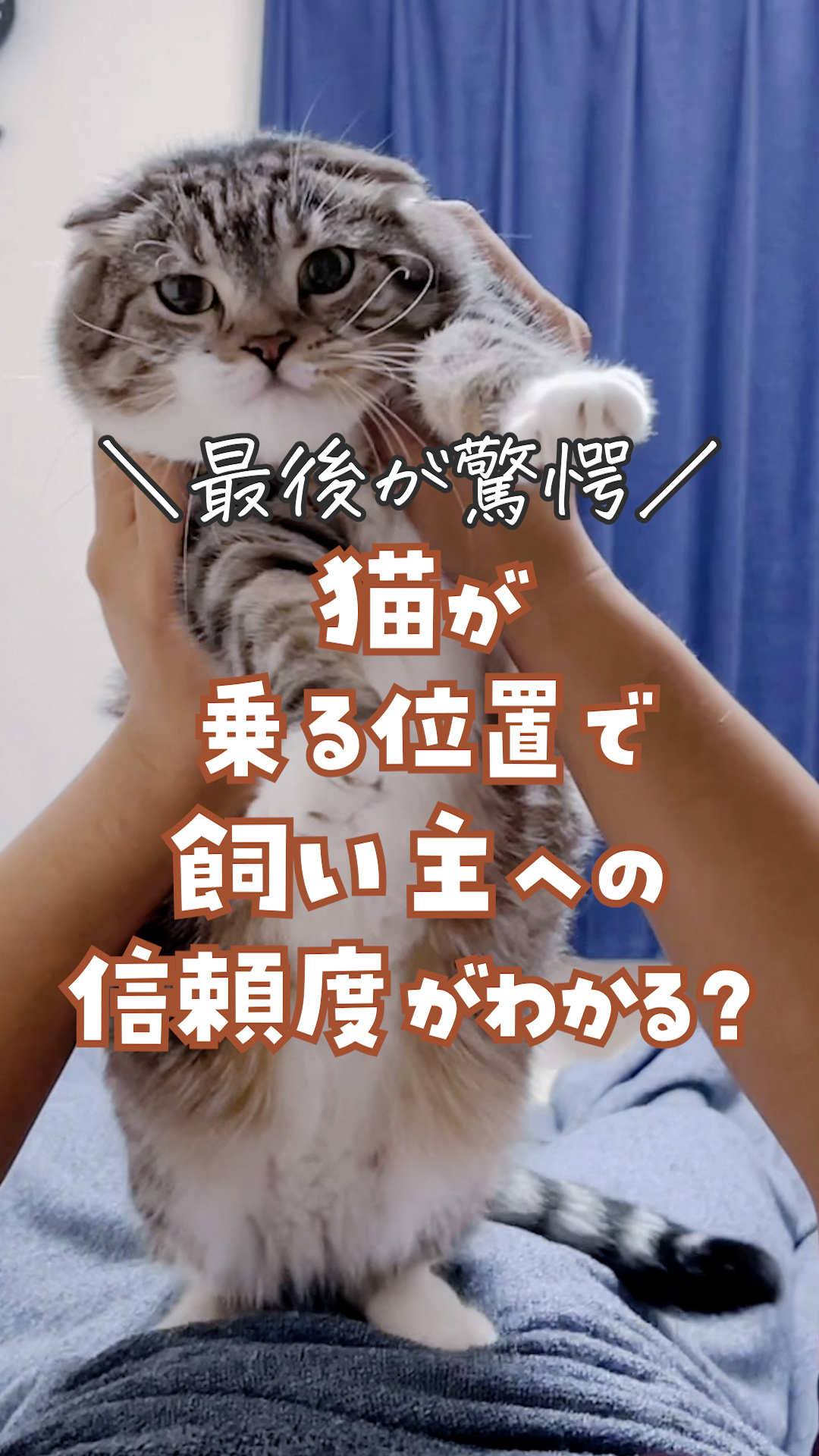 愕然】猫が乗る位置で飼い主への信頼度がわかる？調査したら衝撃の事実が判明！（ねこぞー） - エキスパート - Yahoo!ニュース