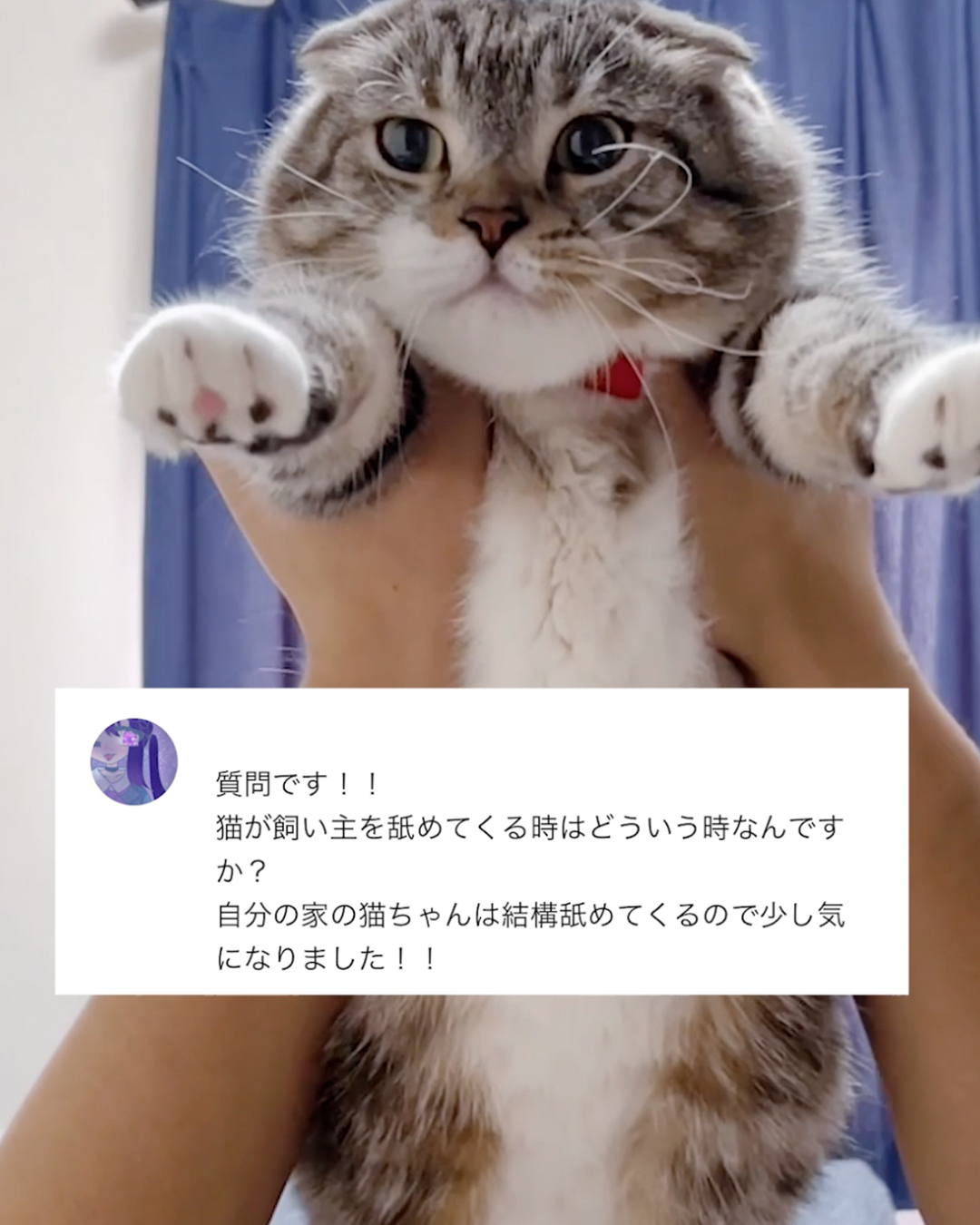 【納得】猫が飼い主を舐めてくる理由を調査していたら衝撃の理由が判明！（ねこぞー） エキスパート Yahoo ニュース