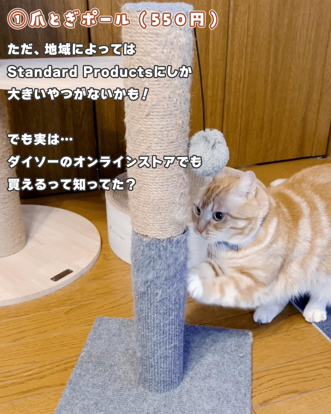 必見】買わなきゃ損なダイソーの神コスパ猫用品を調査してわかった衝撃