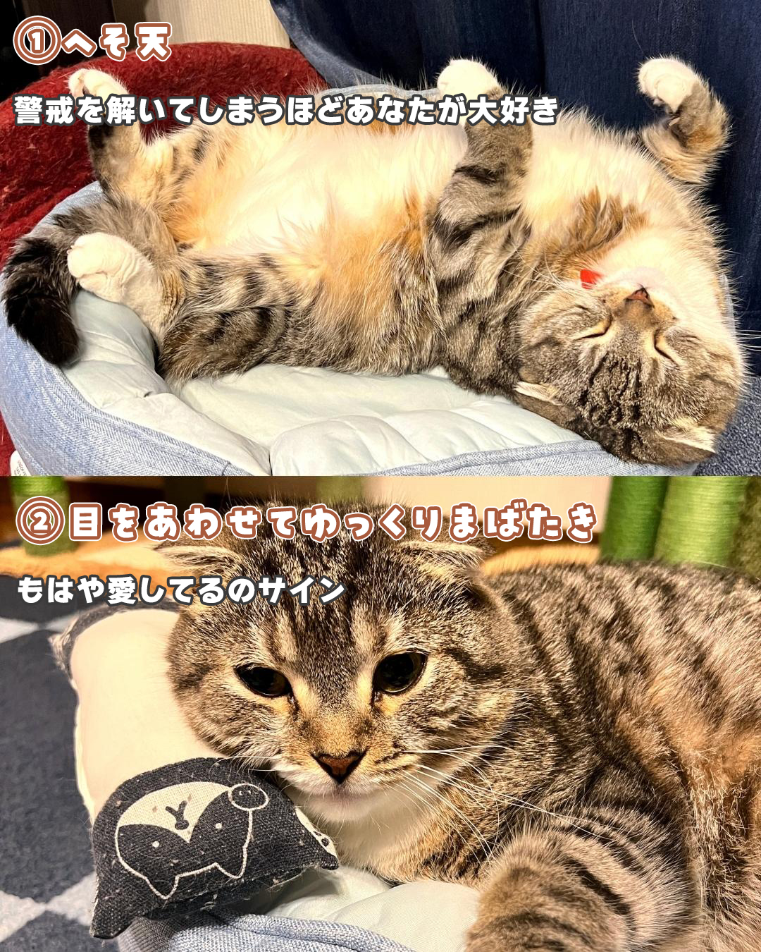 猫好きな方に。 人はなぜ猫に魅了される？イエネコの行動を「かわいい」と感じる心理を