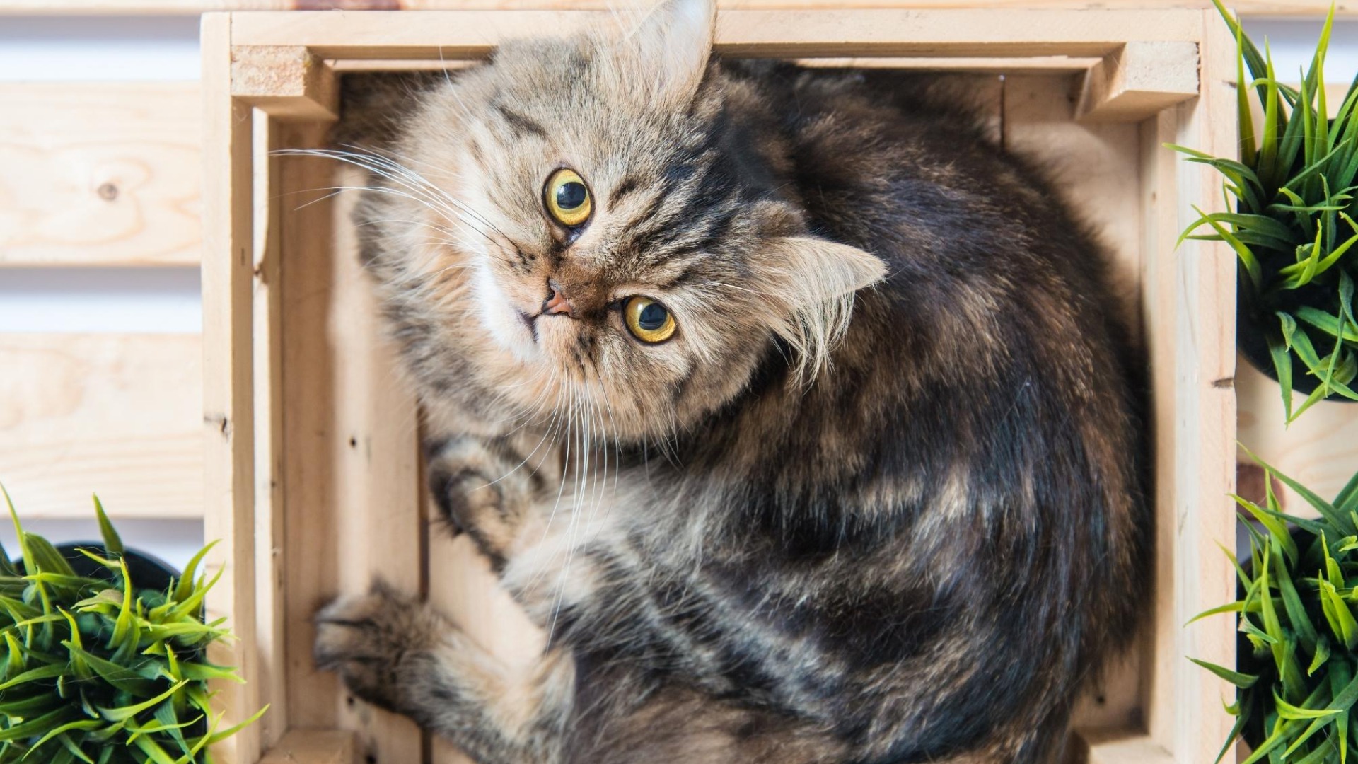 歓喜】猫が大好きな人にだけする行動を調べていたら衝撃の事実が判明