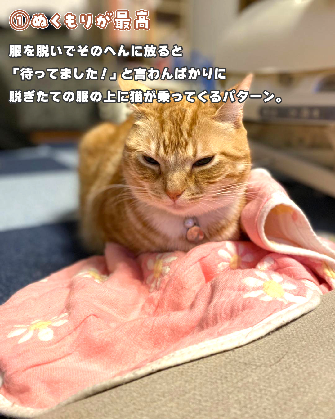 猫 服の上 寝る