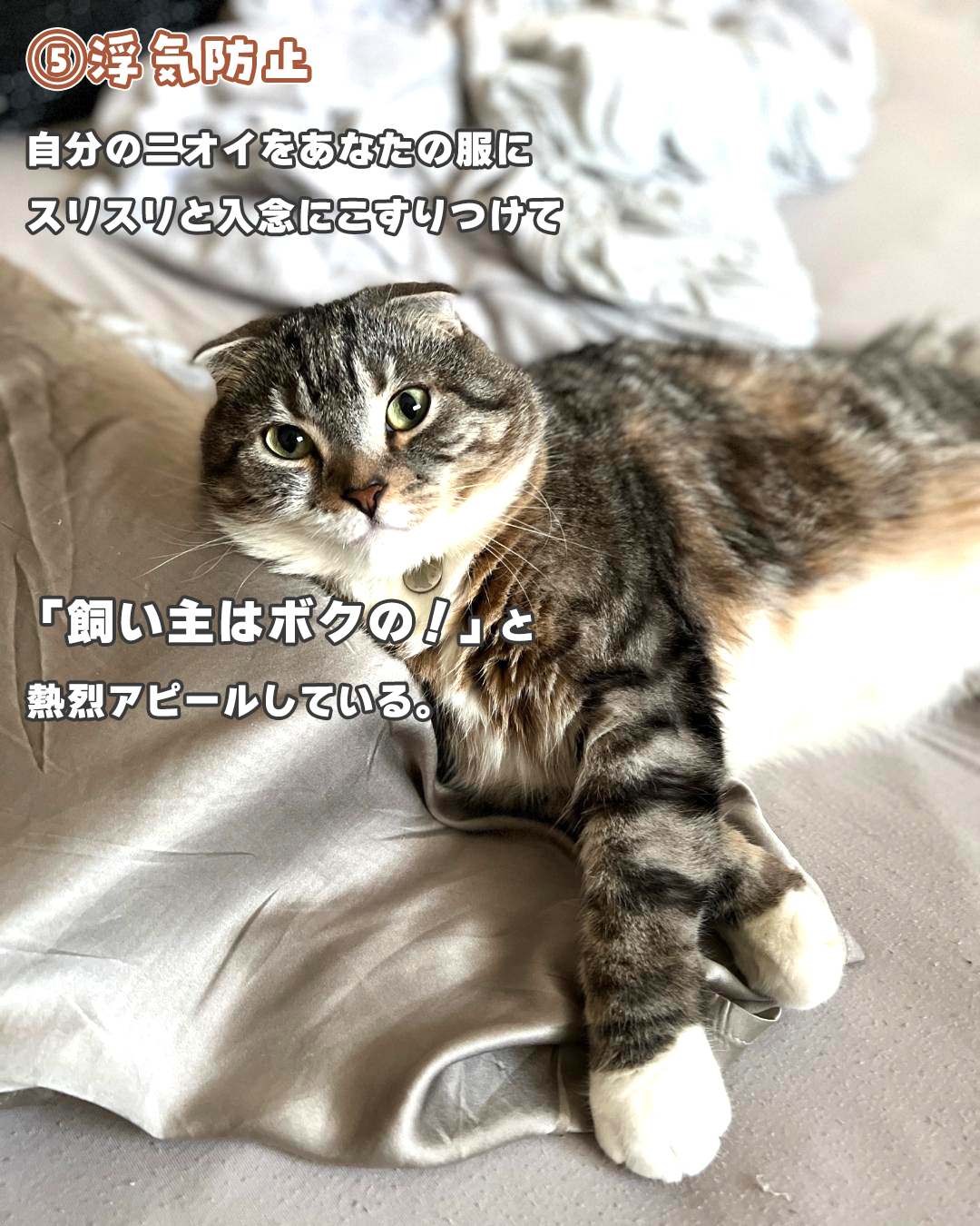 安い 猫 飼い主の服で寝る