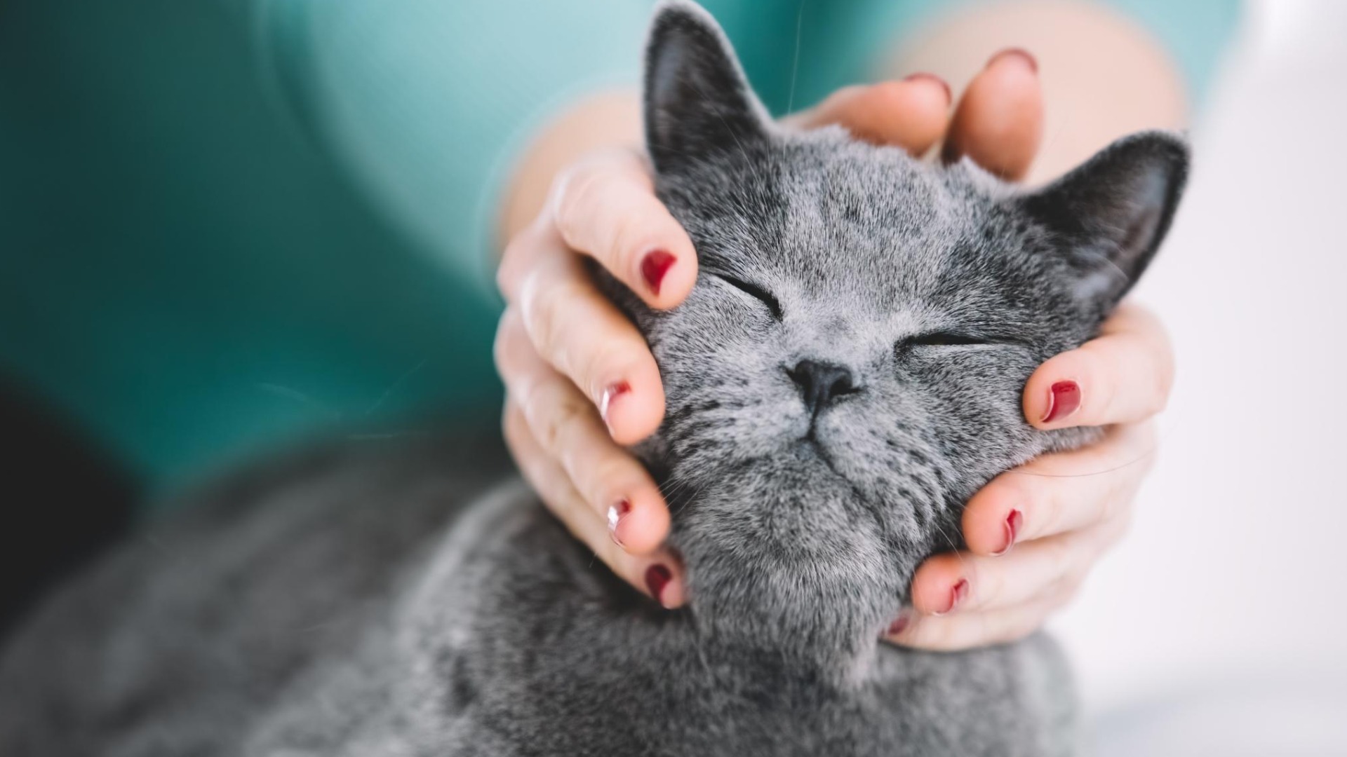 愕然】猫が飼い主の服の上で寝る理由を調べていたら衝撃の事実が判明