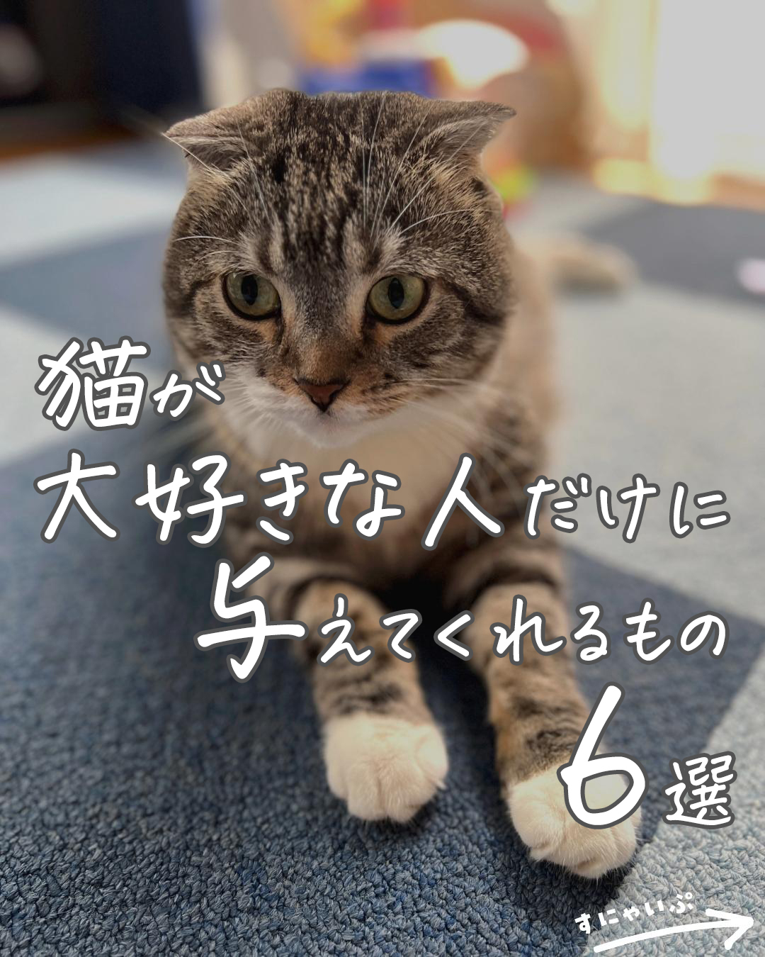 唖然】猫が大好きな人に与えてくれるものを調べていたら衝撃の事実が