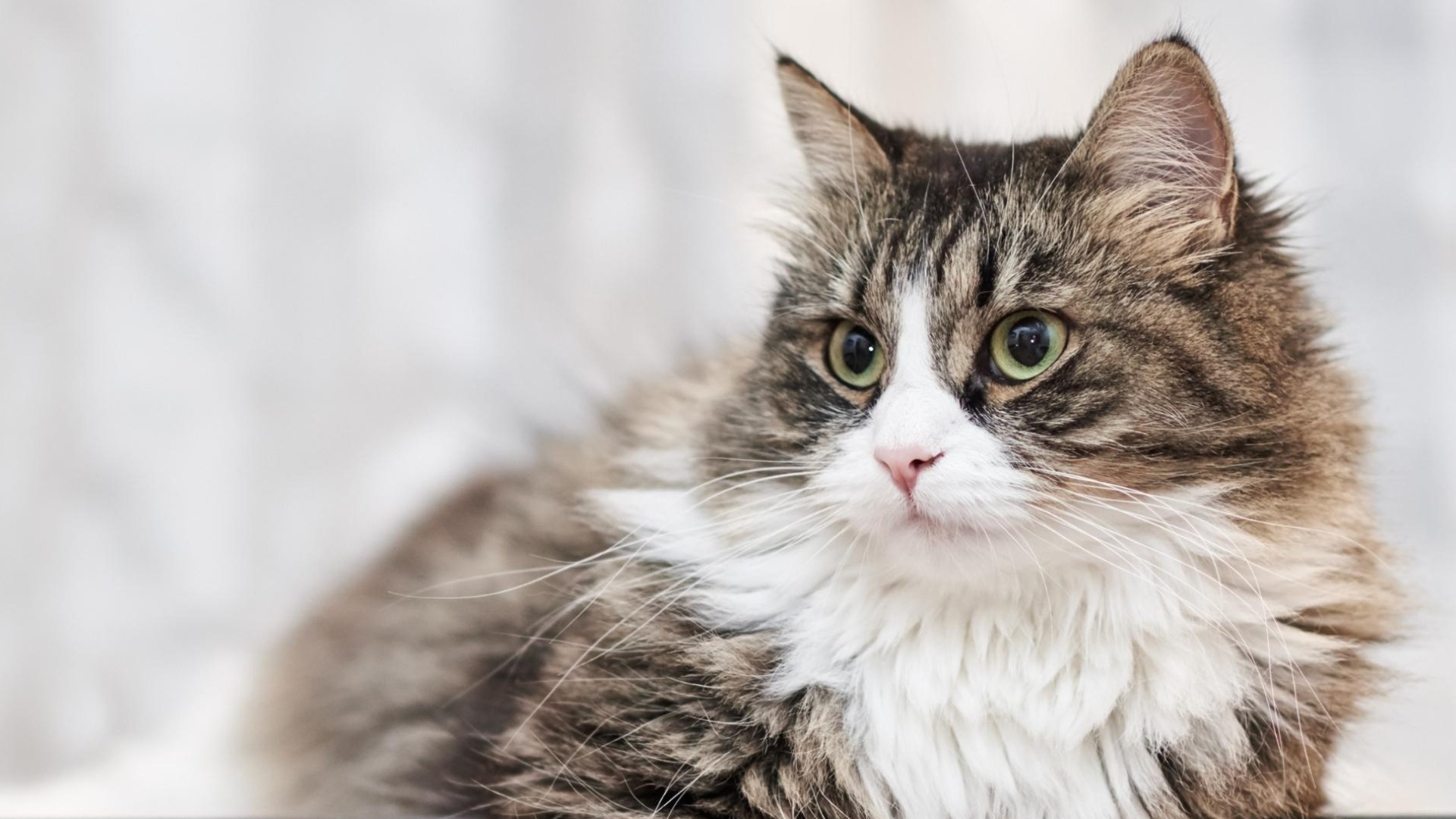 驚愕】猫が家族を順位づけする基準を調べていたら衝撃の事実が判明