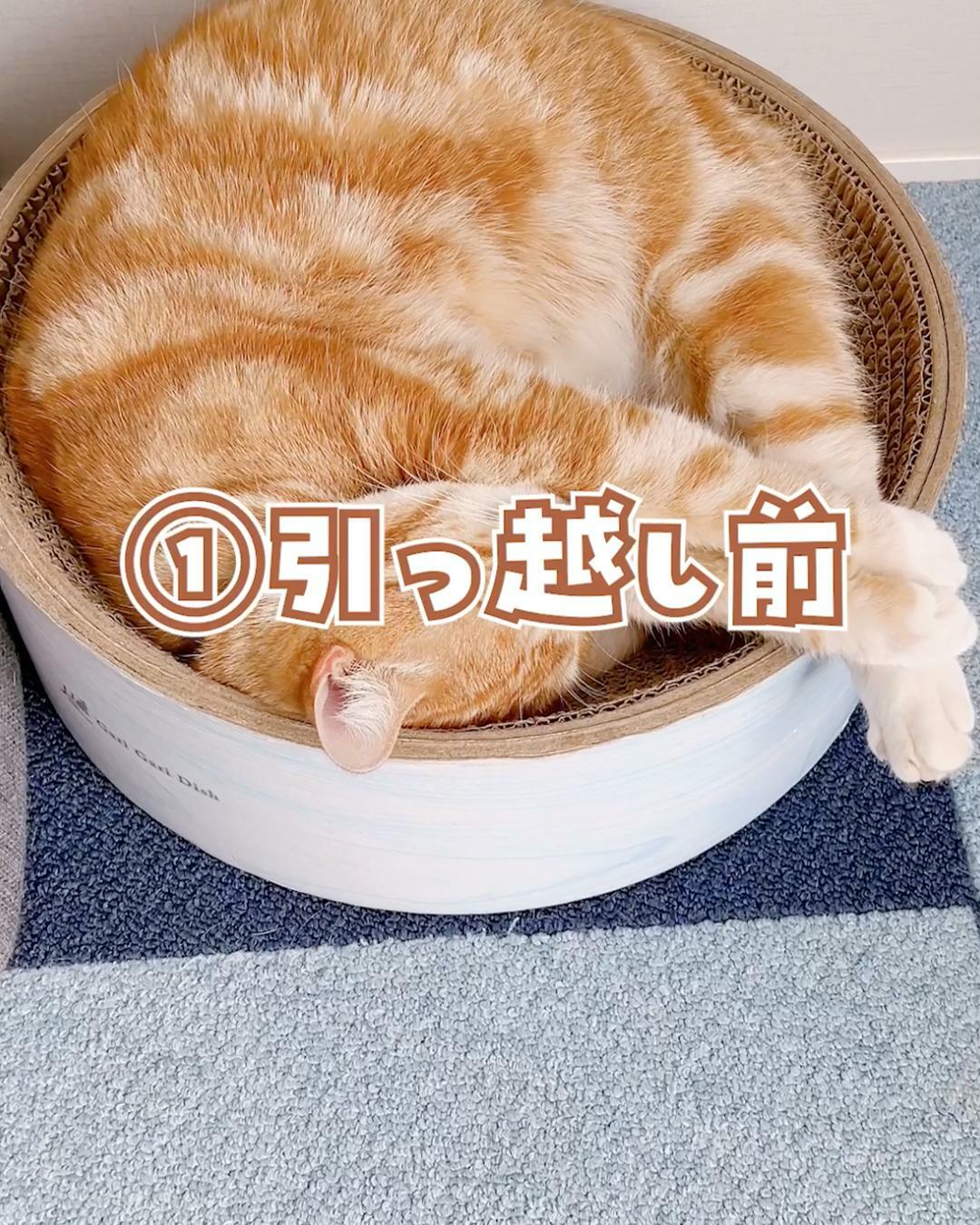 驚嘆】猫との引っ越しで気をつけることを調査していたら衝撃の事実が