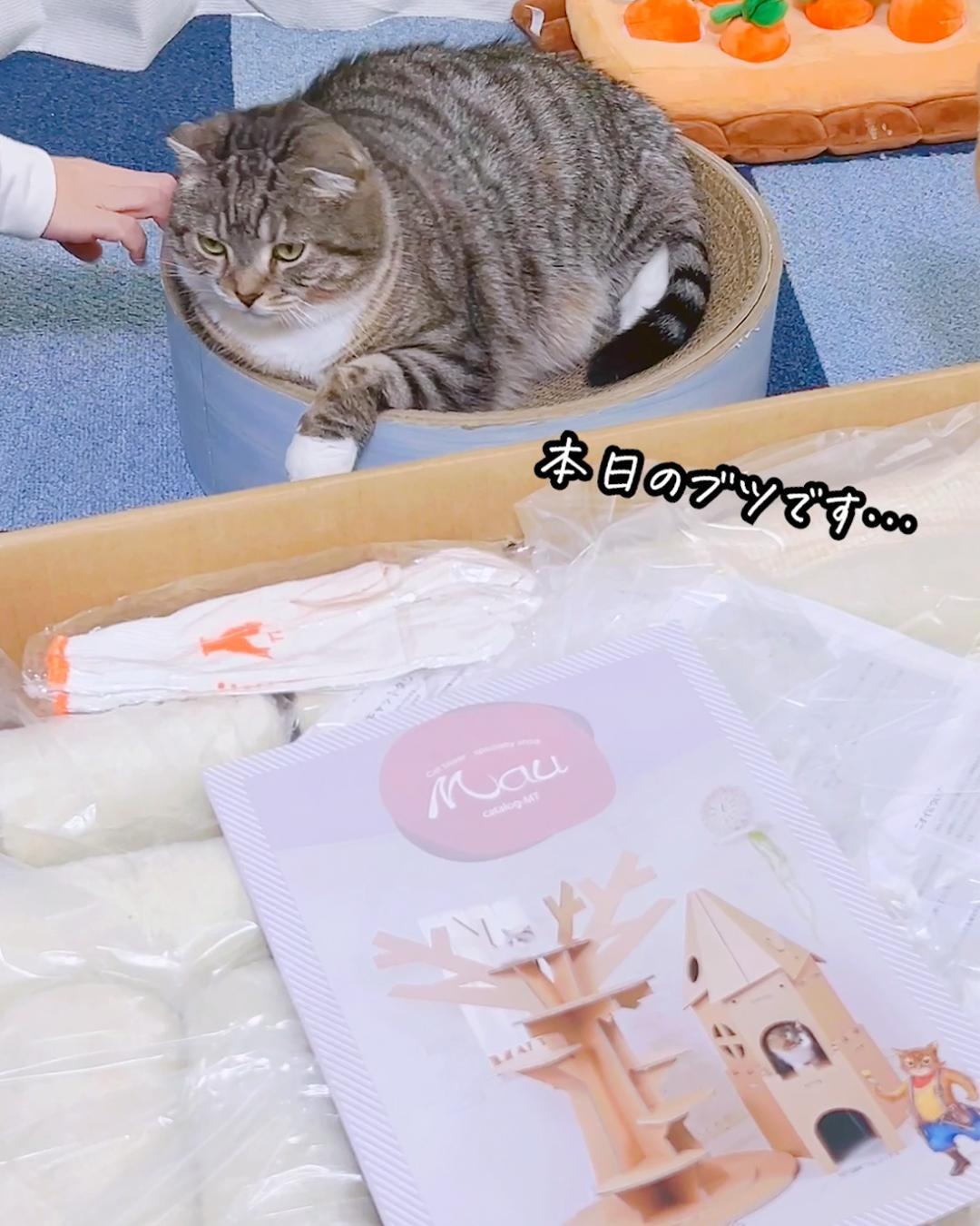 自作キャットウォーク一 キャットタワー、diy商品【週末お値下げ】 - 猫用品