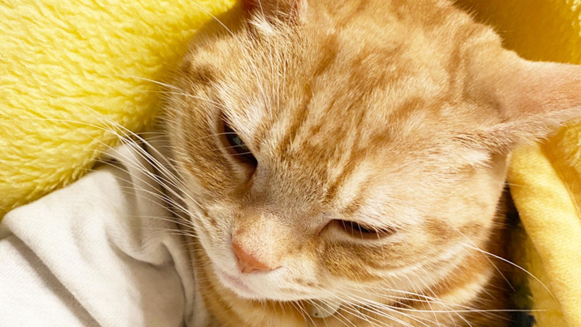 猫 