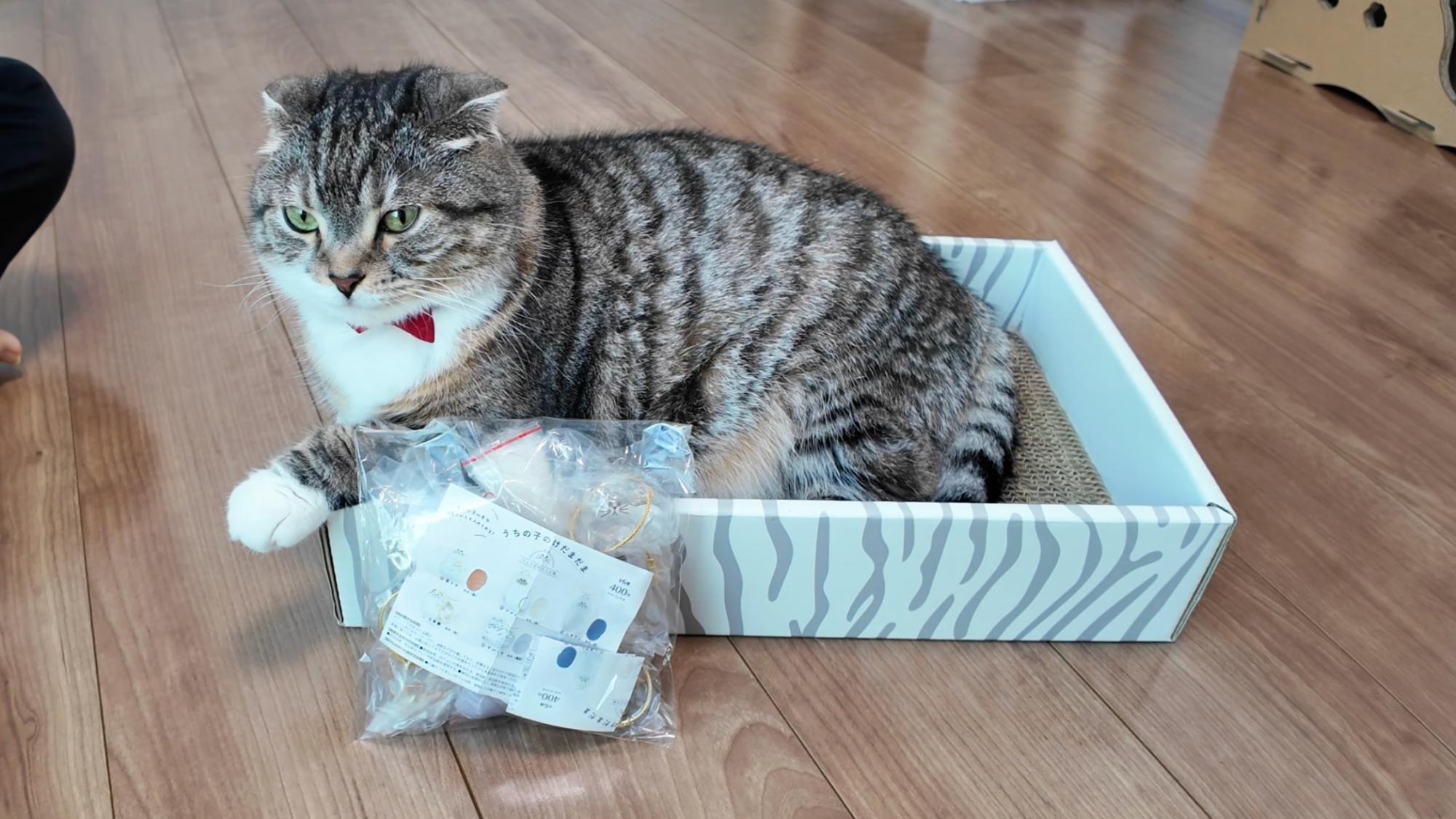 話題のガチャ「うちの子のけだまだま」が衝撃のかわいさ！（ねこ