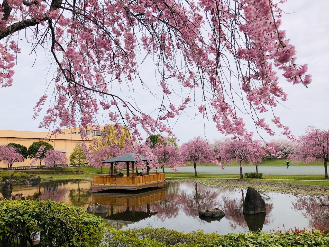 筑西市】春爛漫♪ 「下岡崎近隣公園」でソメイヨシノと枝垂れ桜が綺麗 