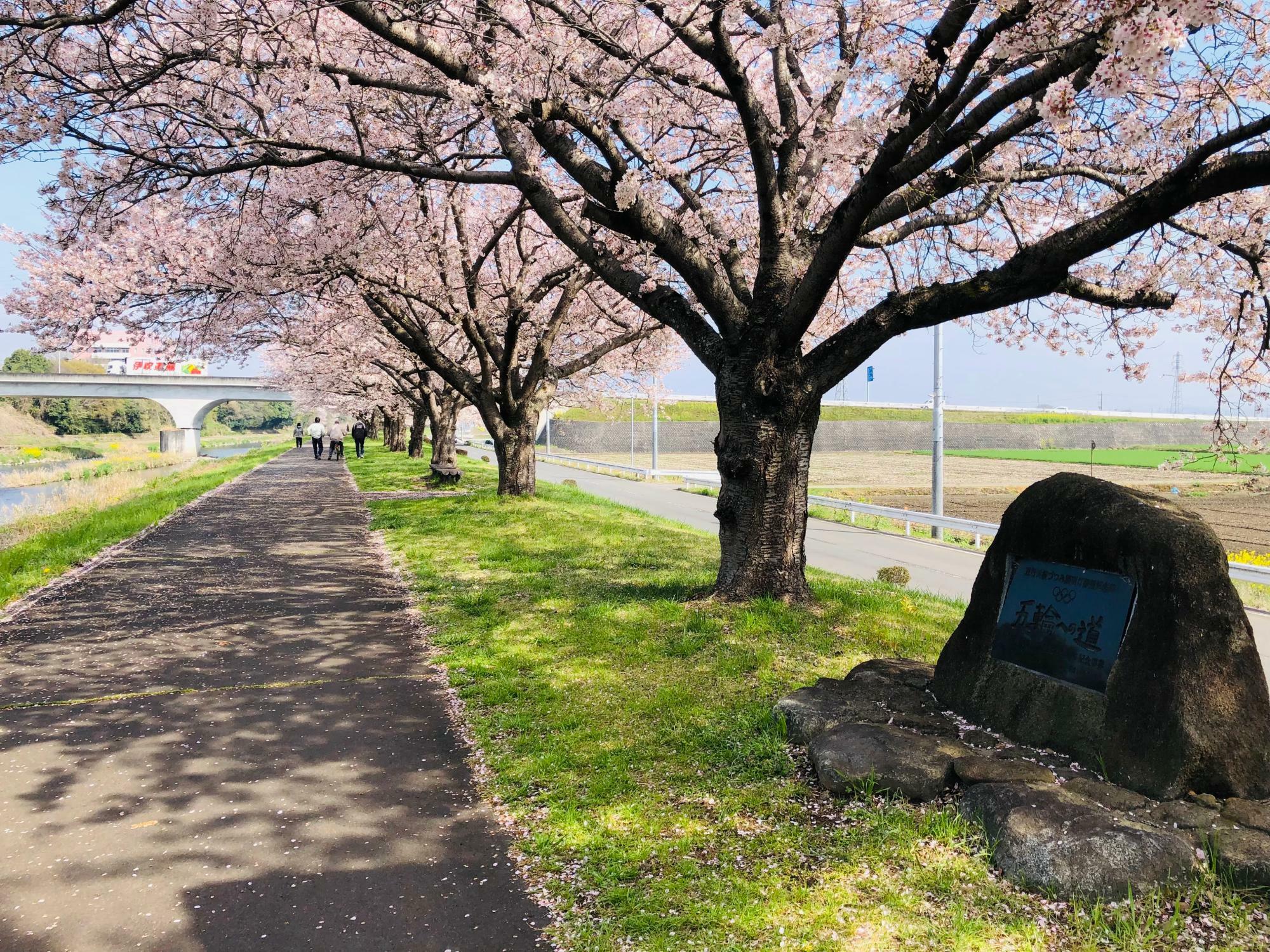 春の勤行川サイクリングロード