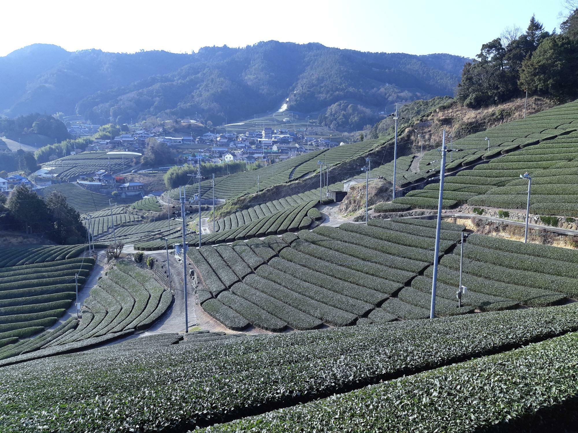 山の斜面に広がる茶畑（2021年3月26日撮影。撮影者：細井農園　細井さま）