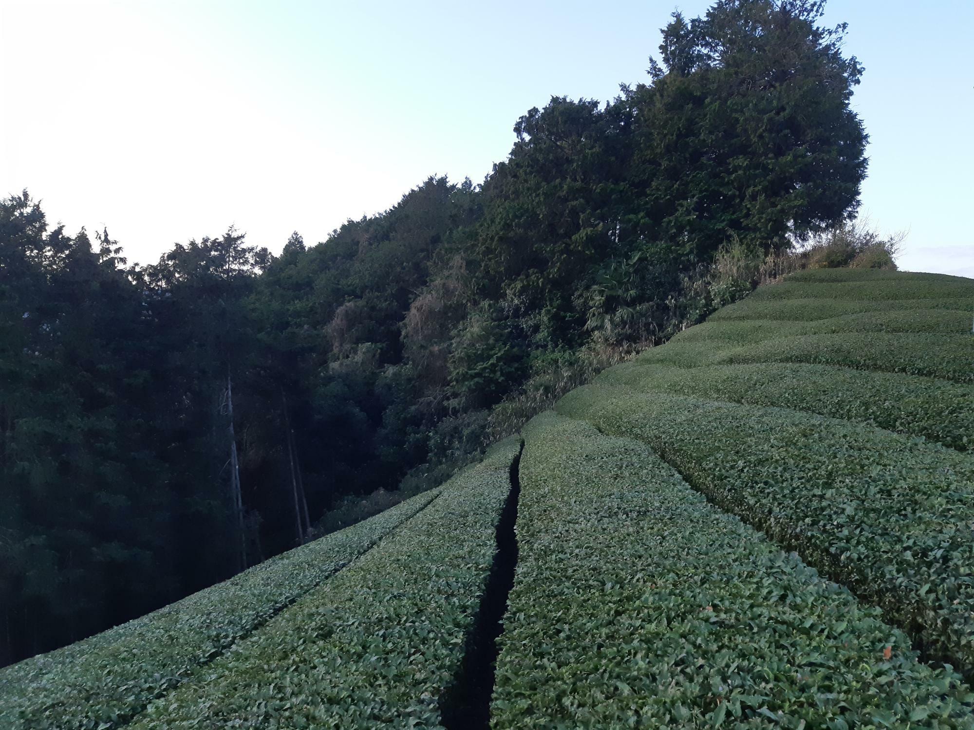 急斜面の茶畑（2021年3月24日撮影。撮影者：細井農園　細井さま）