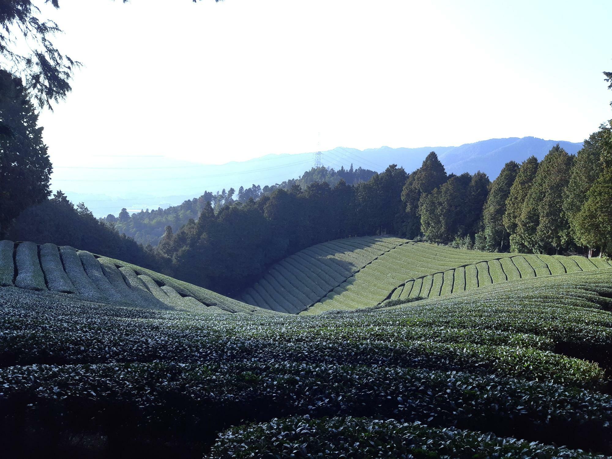 美しい絨毯のように広がる茶畑（2021年3月26日撮影。撮影者：細井農園　細井さま）