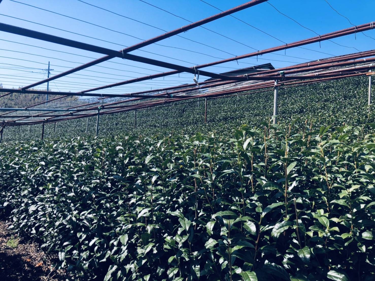 玉露用の「自然仕立て」の茶畑。骨組みの「棚」は被覆栽培のための寒冷紗や菰（こも）をかけて覆うためのもの。（2021年3月24日撮影。撮影者：薮崎園　薮崎さま）
