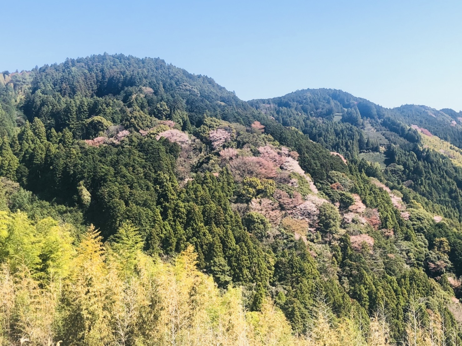 山桜がきれいですね！その手前に竹藪があります。タケノコも沢山採れるのですね。