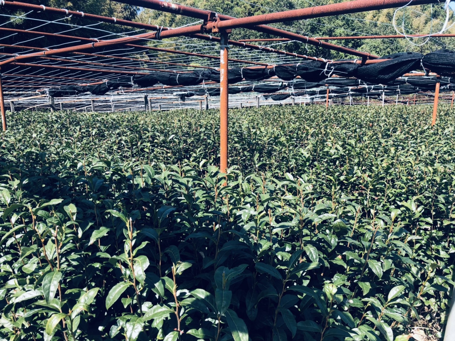 玉露用の茶畑。被覆栽培のための寒冷紗や菰（こも）を骨組みの棚の上から手作業でかけて覆います。（2021年3月24日撮影。撮影者：薮崎園　薮崎さま）