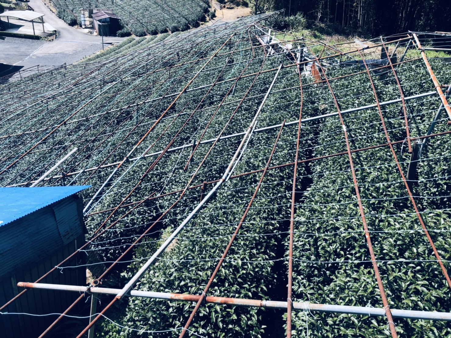 棚のある茶畑を上から撮った写真。茶摘み前20日ほど上に覆いをかけますが、一度かけたら終わりではなく、光の強さを加減するため適宜覆いをかけ替えます。（2021年3月24日撮影。撮影者：薮崎園　薮崎さま）