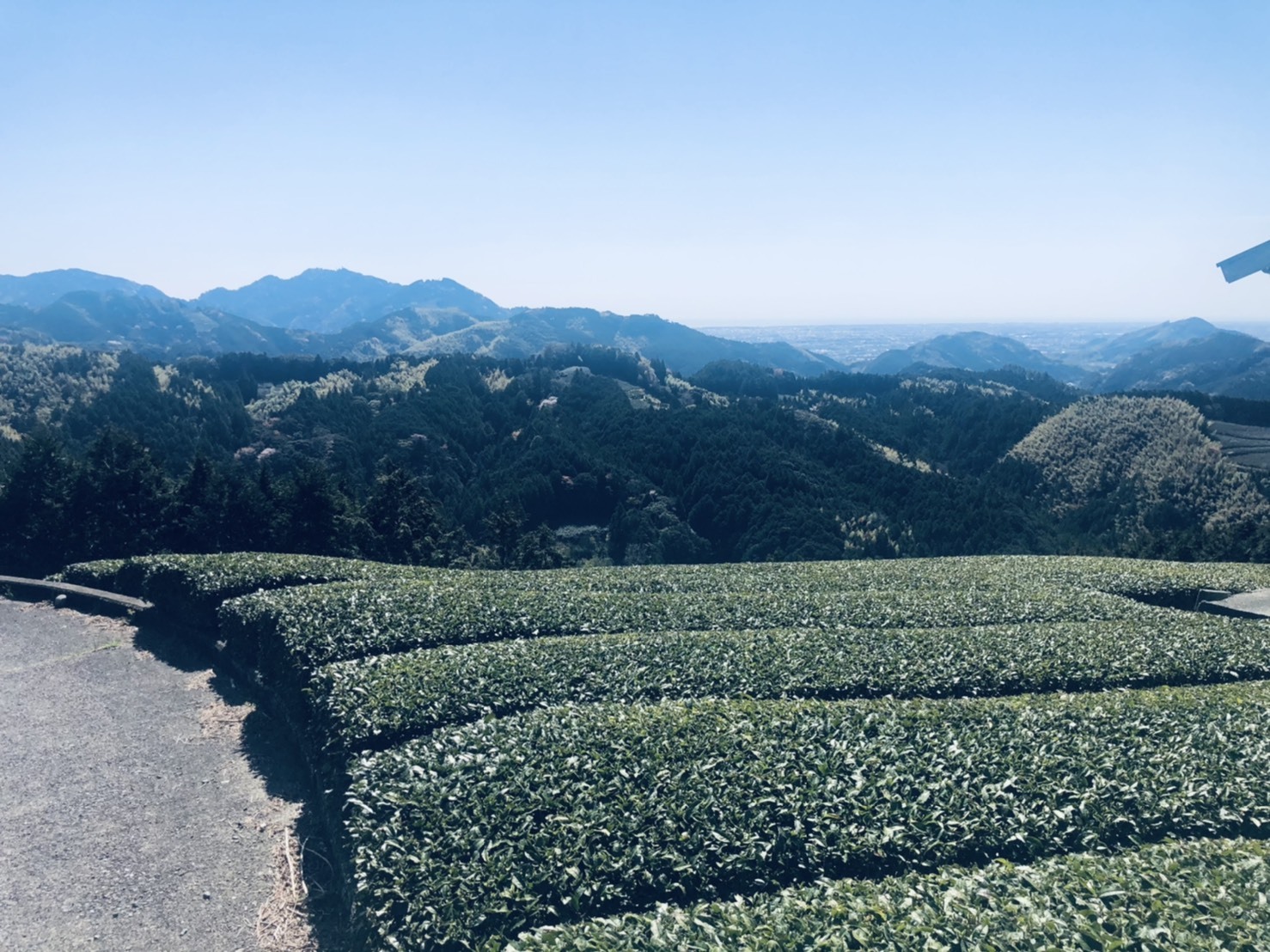 山間の茶畑。こちらも山々を見下ろす絶景です。