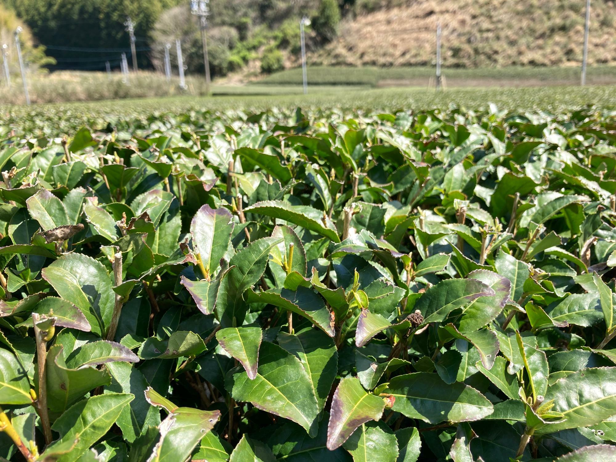 牧之原の茶畑。（2021年3月24日撮影。撮影者：岩崎恭三商店　岩崎さま）
