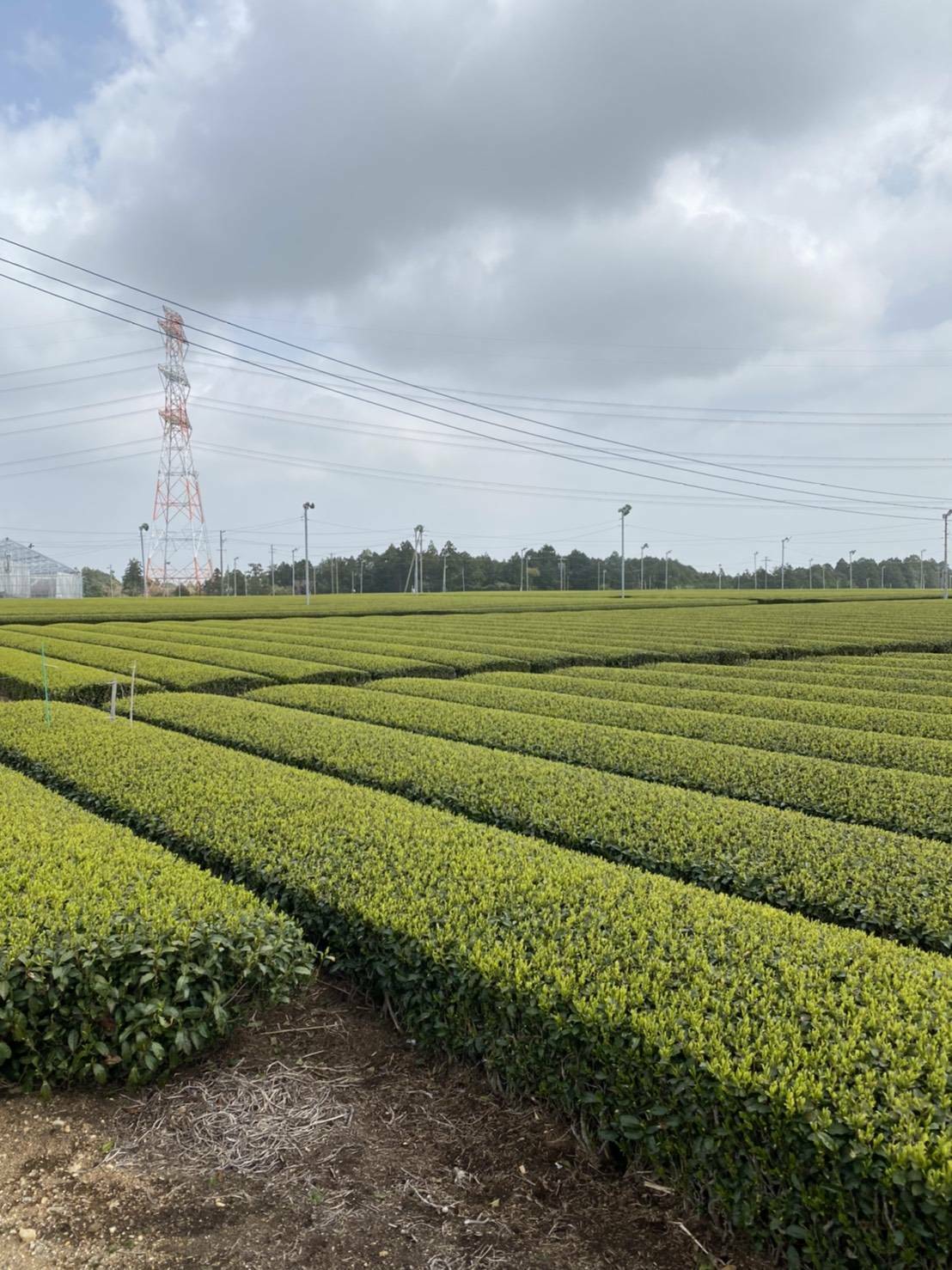 牧之原の茶畑（2021年4月2日撮影。撮影者：岩崎恭三商店　岩崎さま）