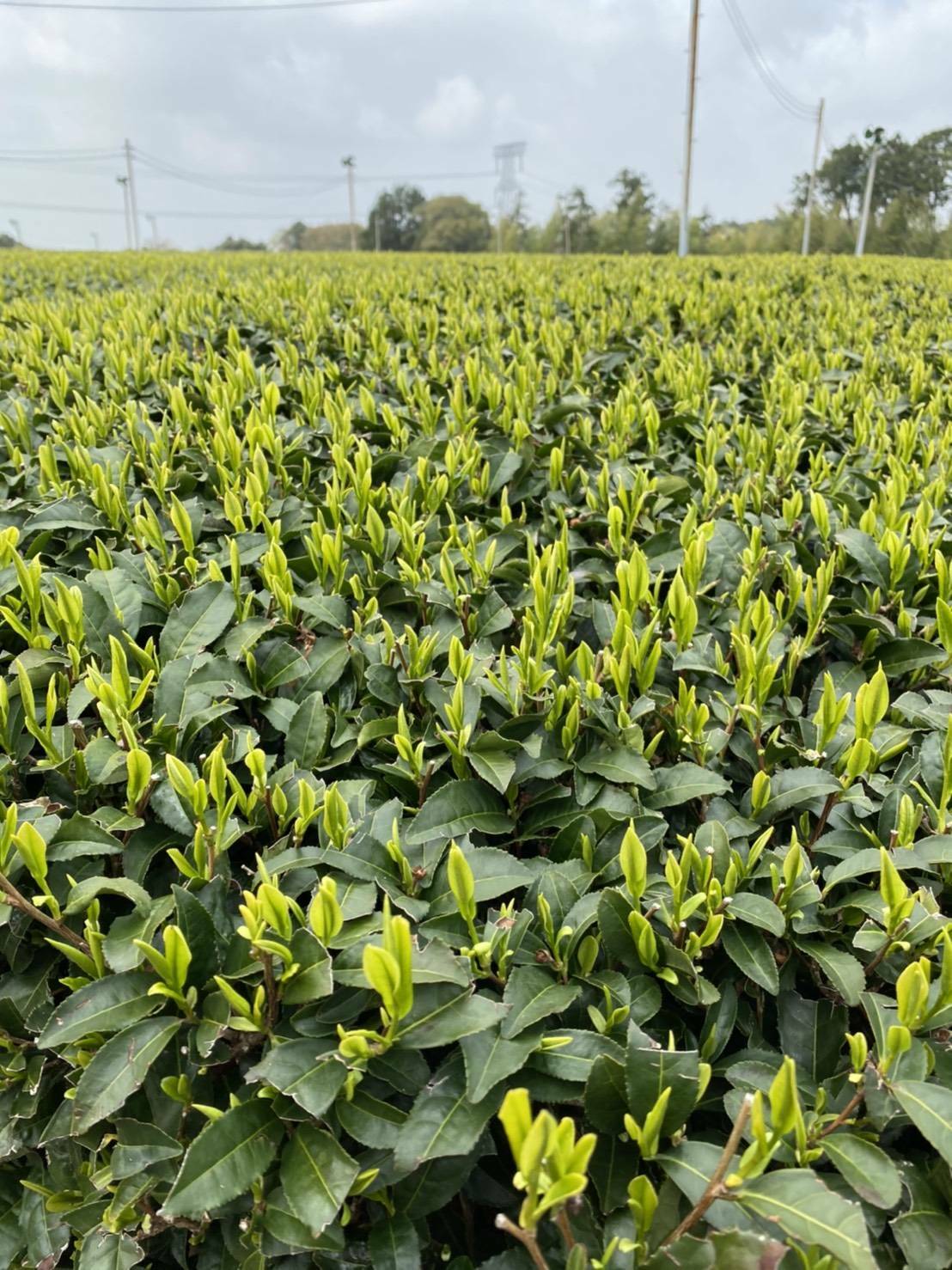 牧之原の茶畑。芽吹いてきました（2021年4月2日撮影。撮影者：岩崎恭三商店　岩崎さま）