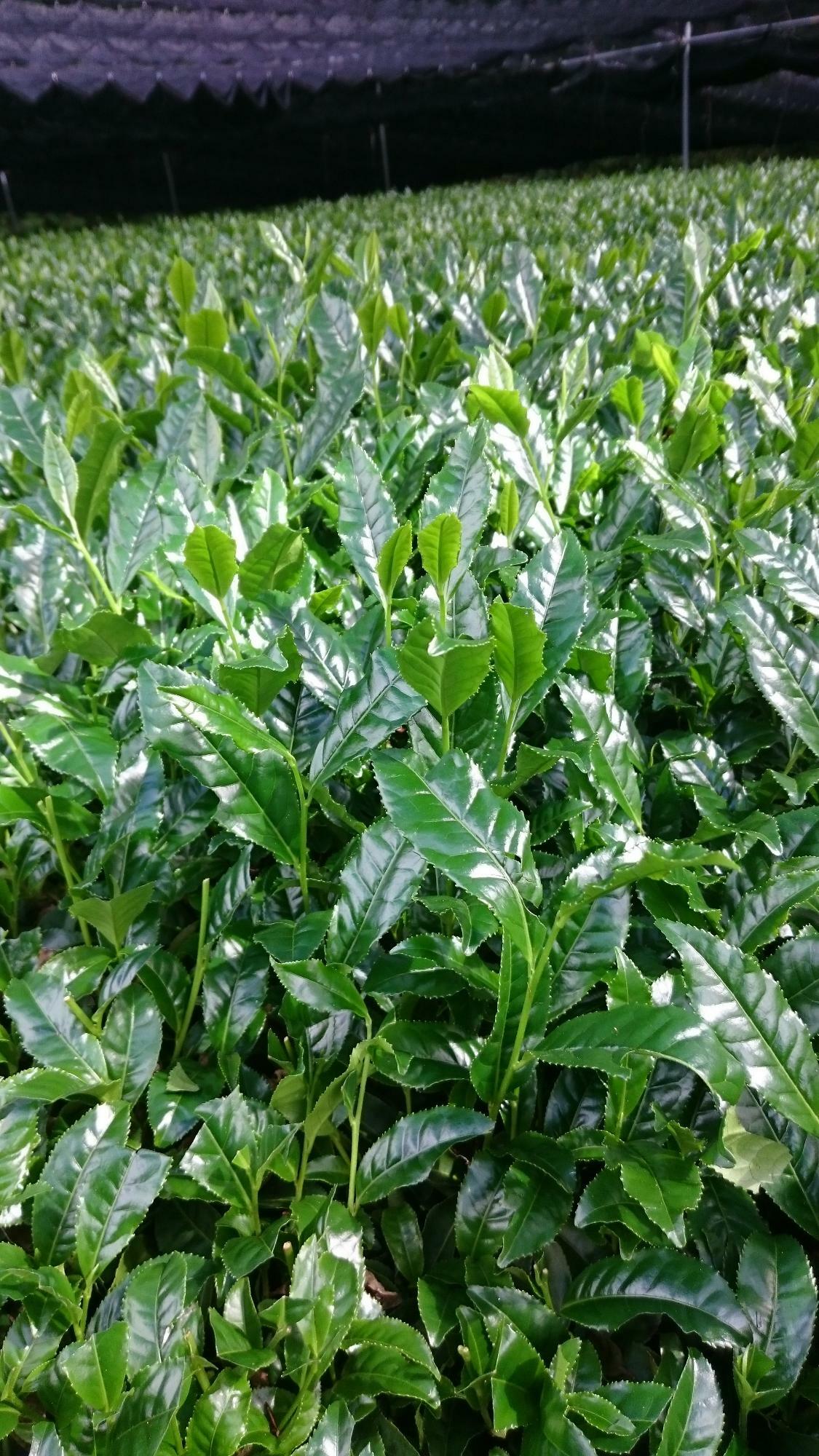 こちらは寒冷紗で覆われた「覆下栽培」の茶園の例。新芽の色が濃く鮮やかな緑色。（写真：京都和束の細井農園の細井様ご提供）