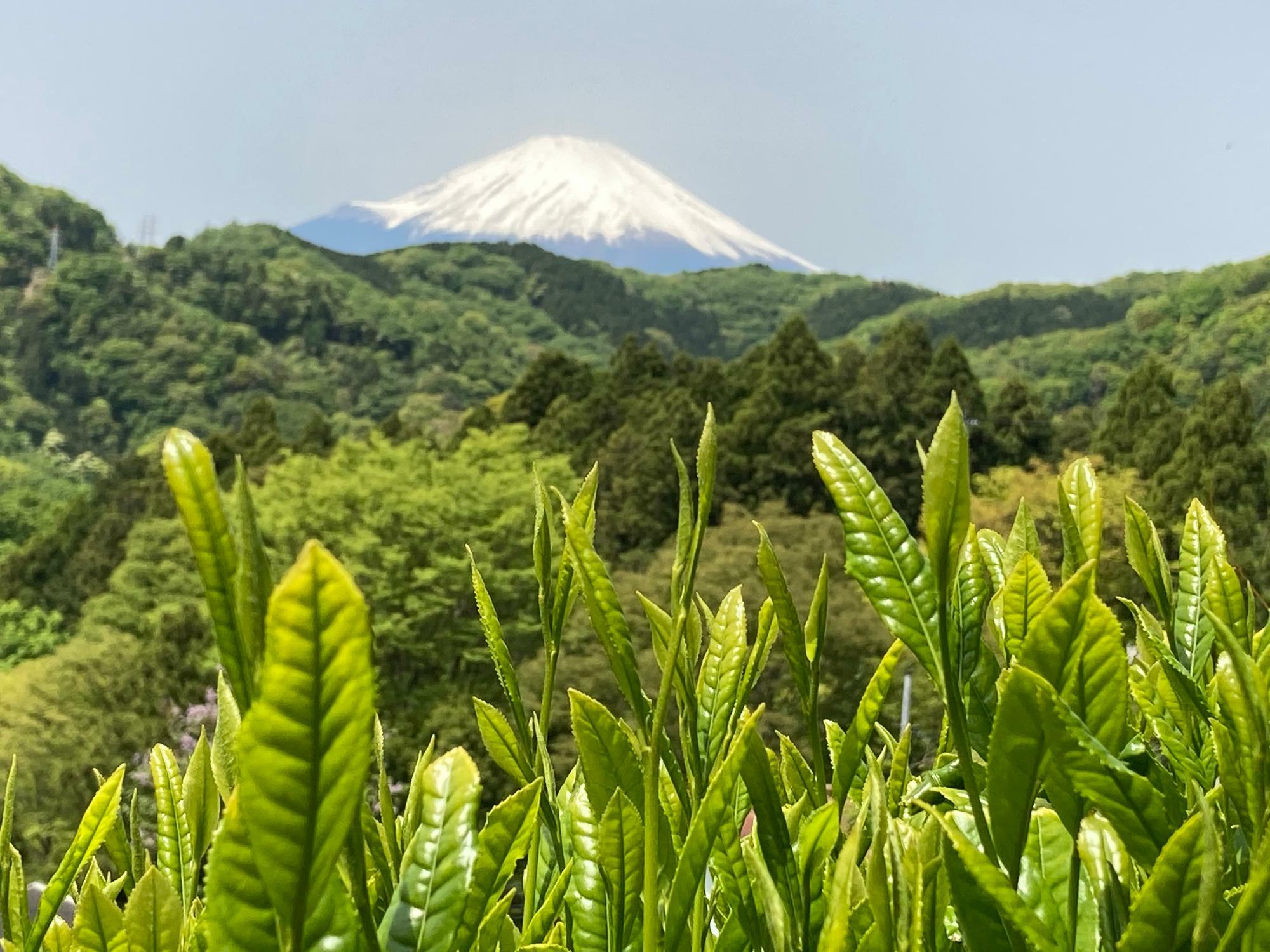 神奈川県西部、山北町の茶畑から望む富士山