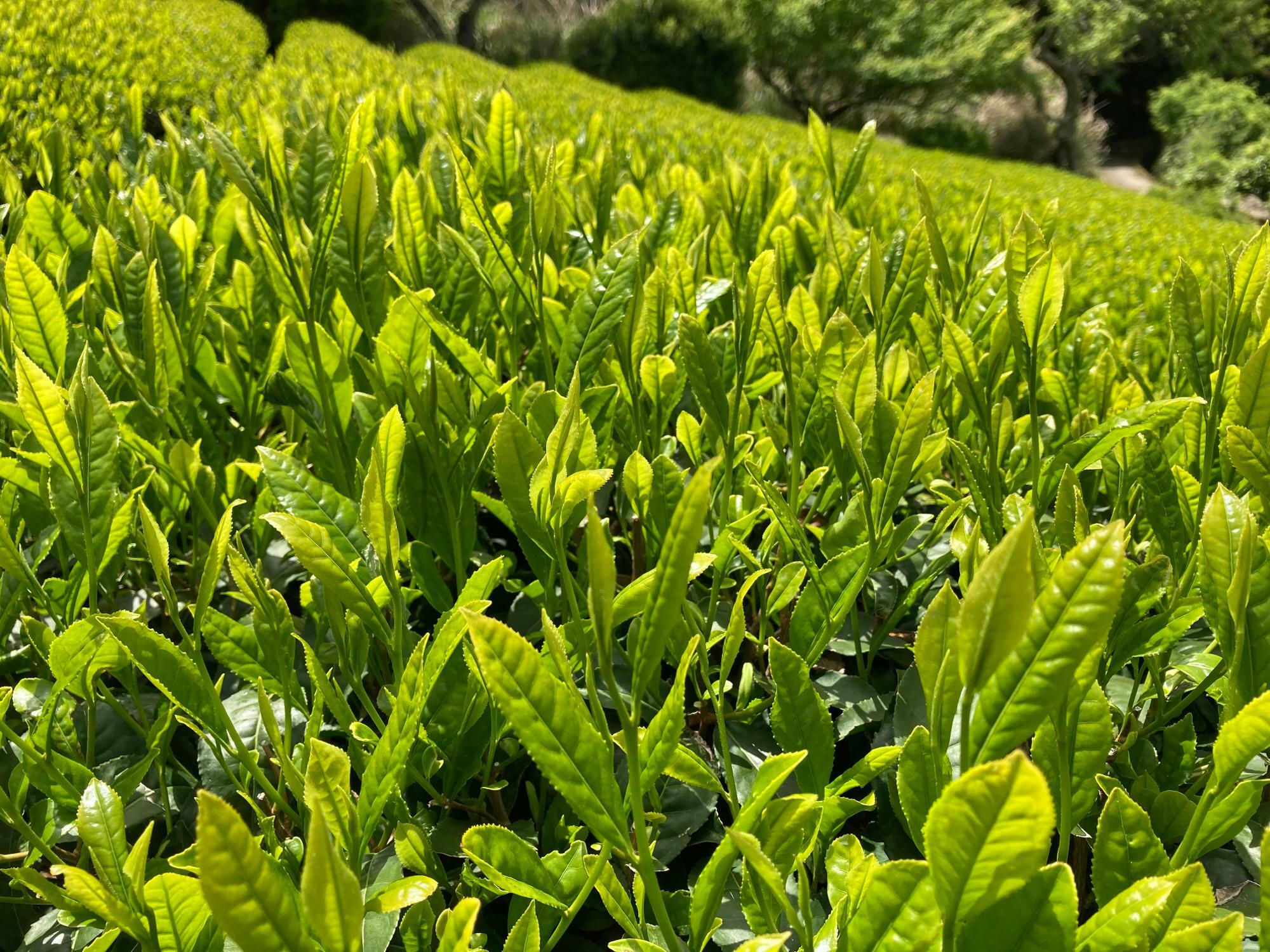 新茶シーズンの茶畑（2021年5月上旬。神奈川県山北町で撮影）