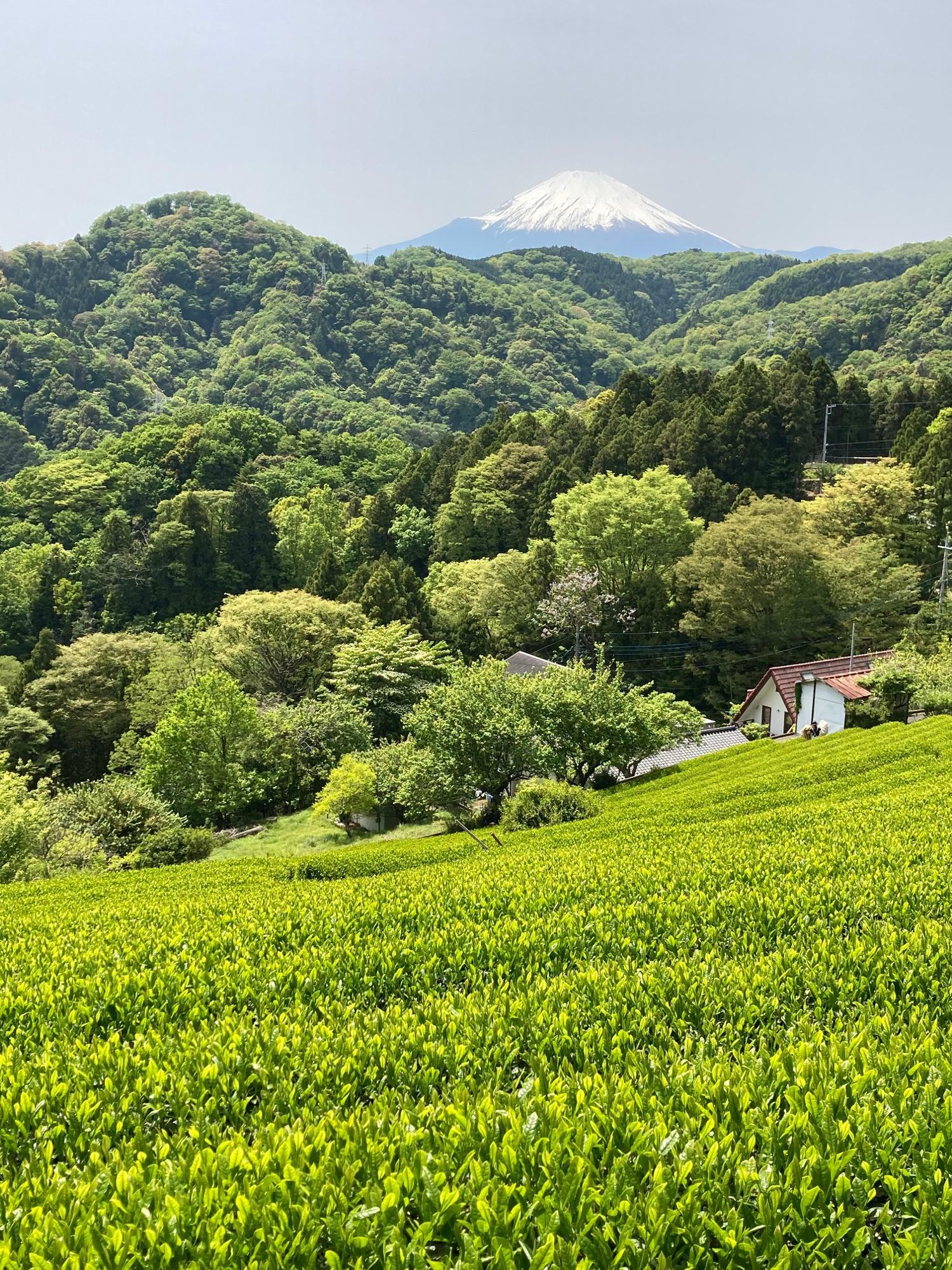 生産者の井上さんの畑からは天気の良い日は茶畑から富士山がきれいに見えます！