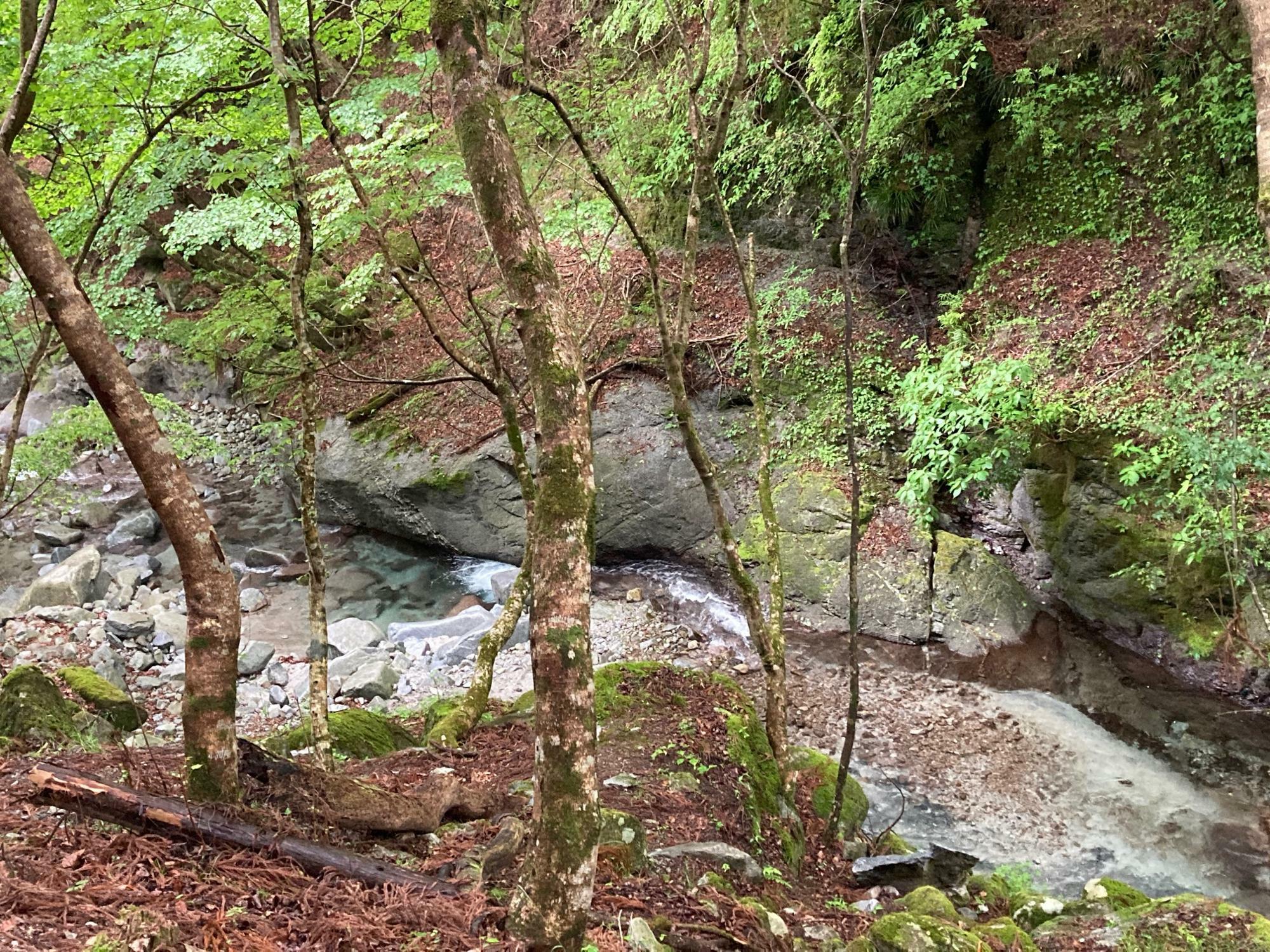 専門のガイドによる案内付きの「森林セラピー」に参加して山を歩いた際に撮影した山北町の上流の川。川幅も狭く、水が澄んでいてとてもきれいだが、大腸菌が含まれる可能性があるためそのまま飲むのはNGとのこと。