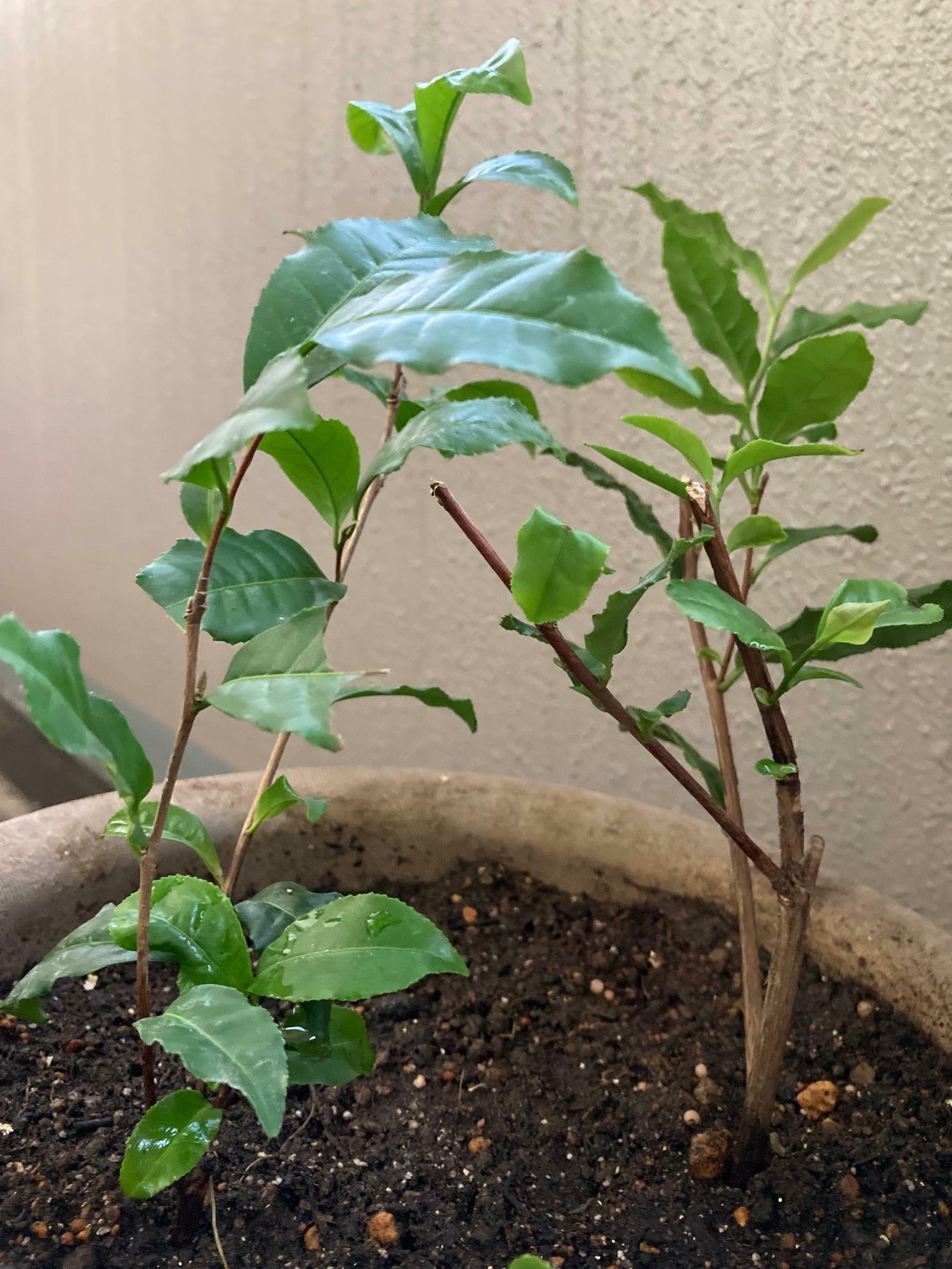 わが家で栽培中の「サンルージュ」の苗（左）。右の苗（品種は「摩利支」）よりサンルージュの方が葉の緑色が濃い。