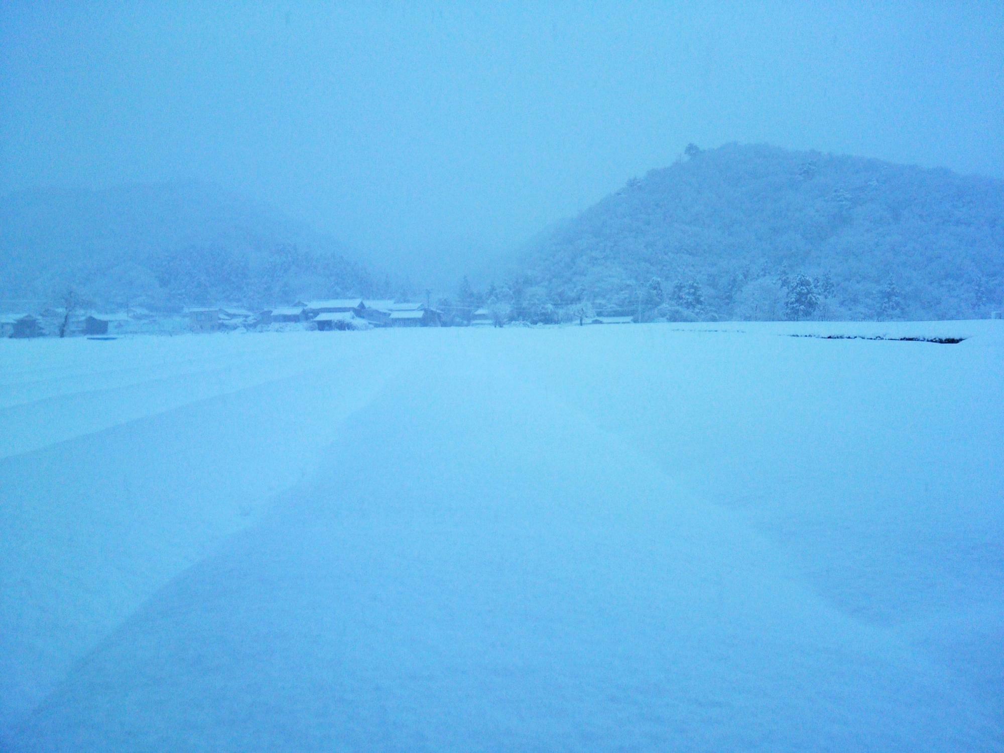 一面の雪景色！雪に覆われた茶畑（よく見ないとわからないくらい）撮影：冨士美園 飯島さま