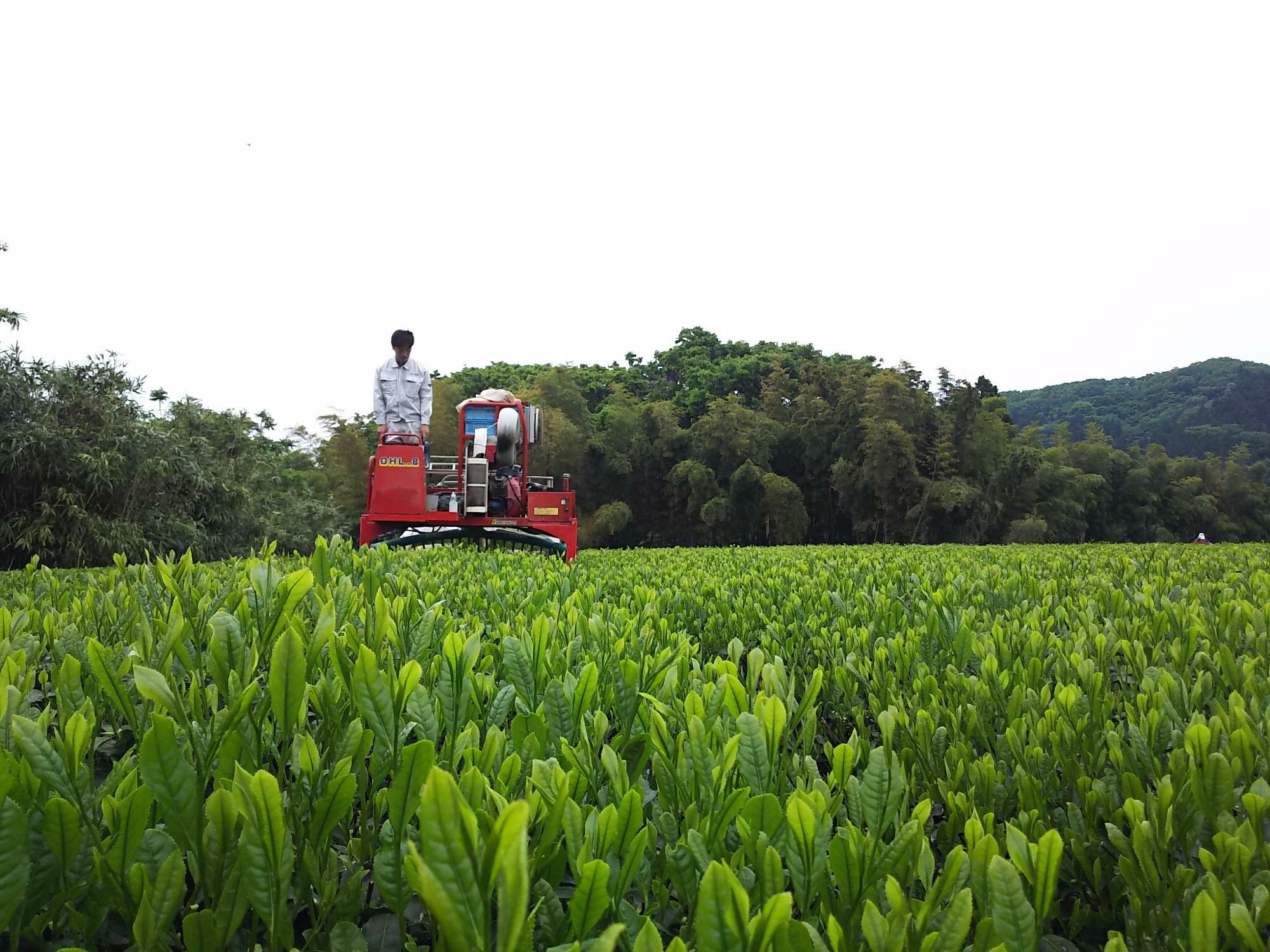 茶摘みの時期の茶畑。品種は「あさのか」（撮影：冨士美園 飯島さま）