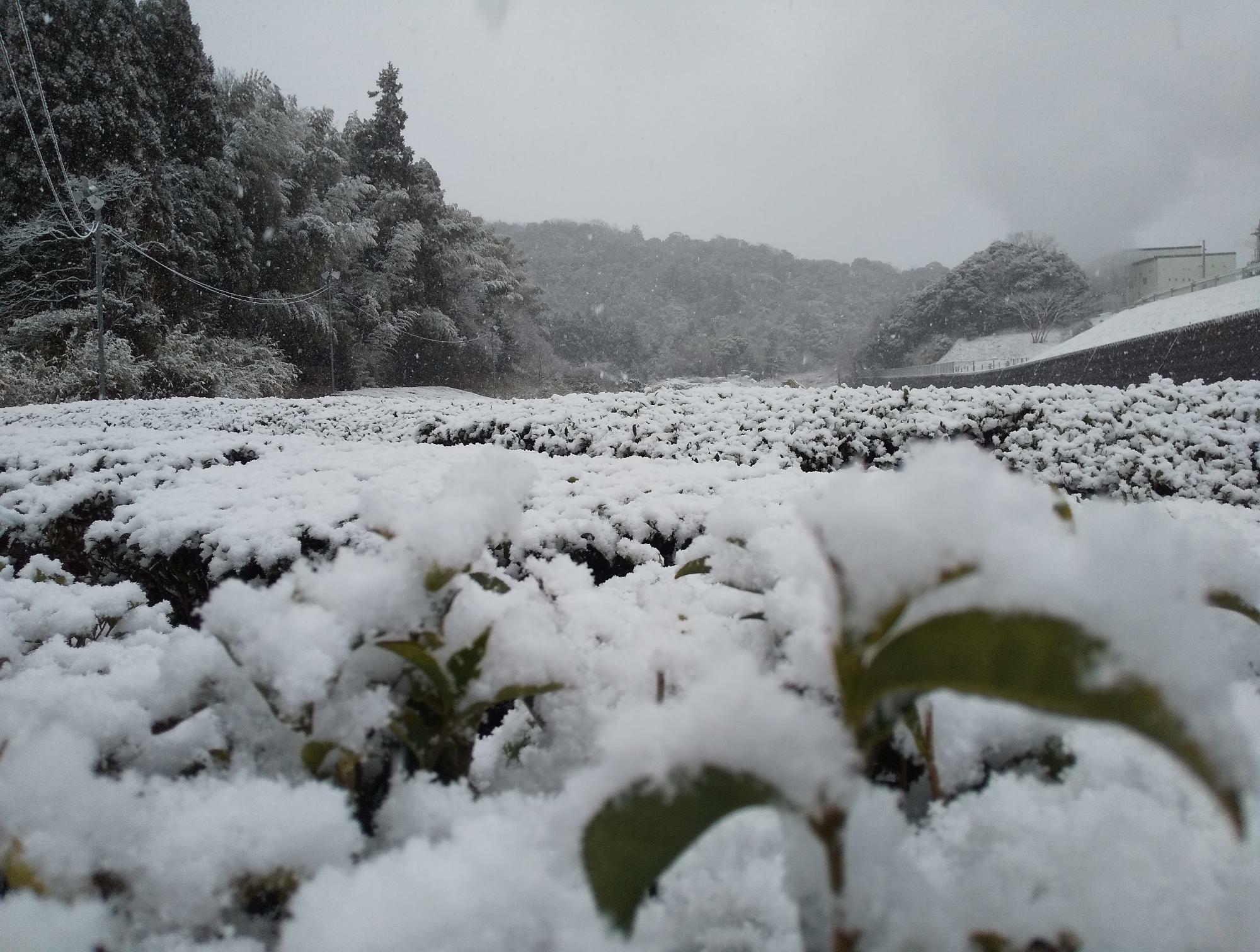 雪に覆われた茶畑