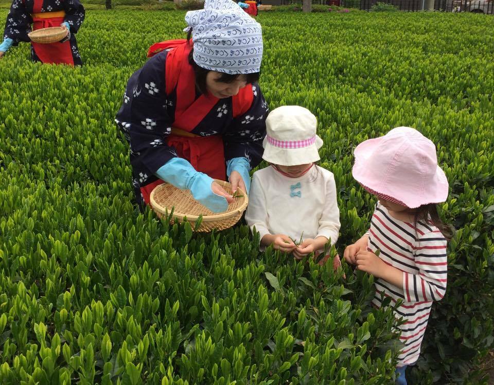 2017年5月に埼玉の宮野園さんで茶摘み体験したときの写真（「すげのかさ」はありません）