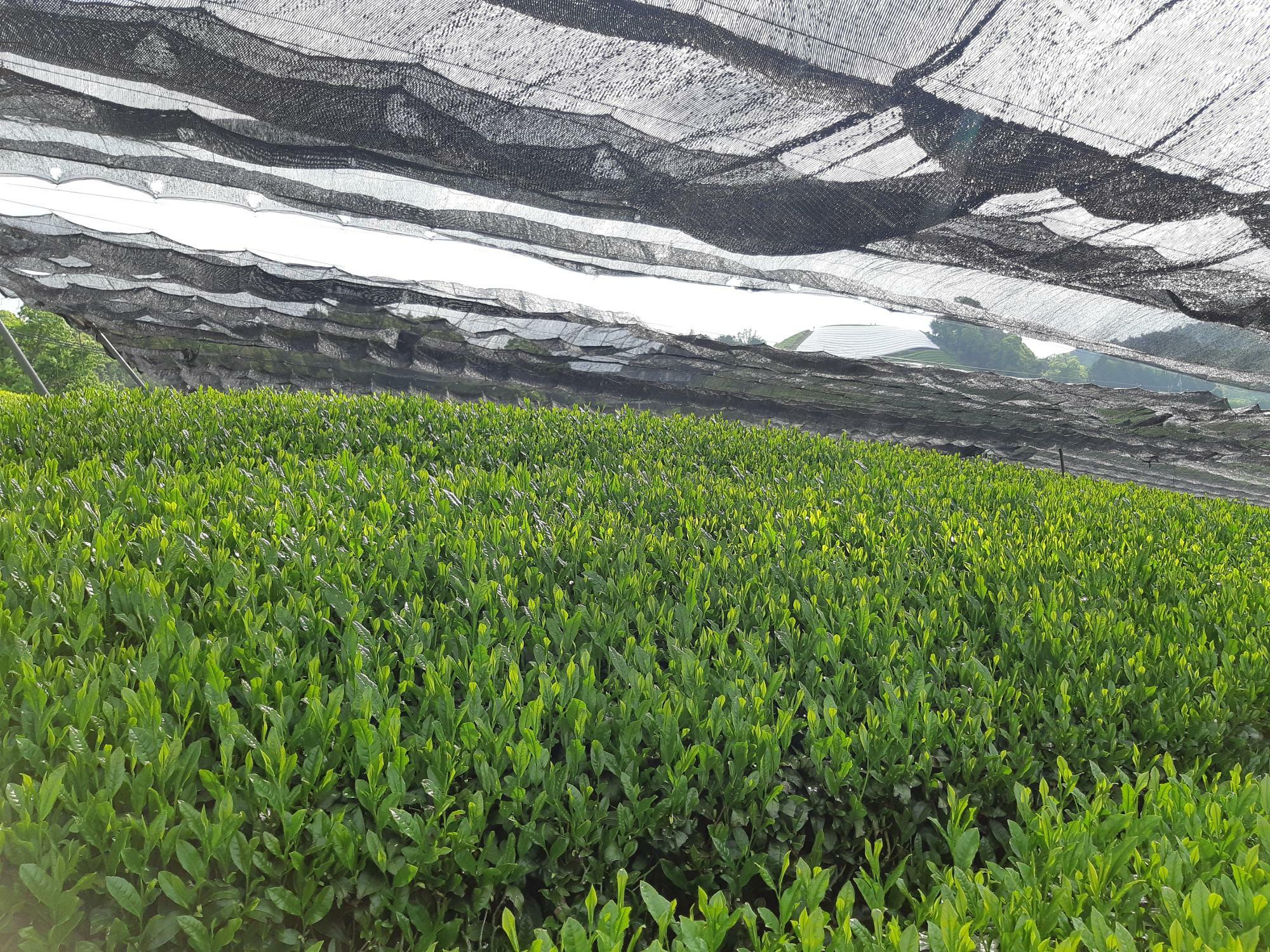 京都・和束の茶畑。写真のように日光を遮るために寒冷紗（かんれいしゃ）という黒い布のようなもので茶園を覆ったり、昔ながらの方法でわらを使ったりも。