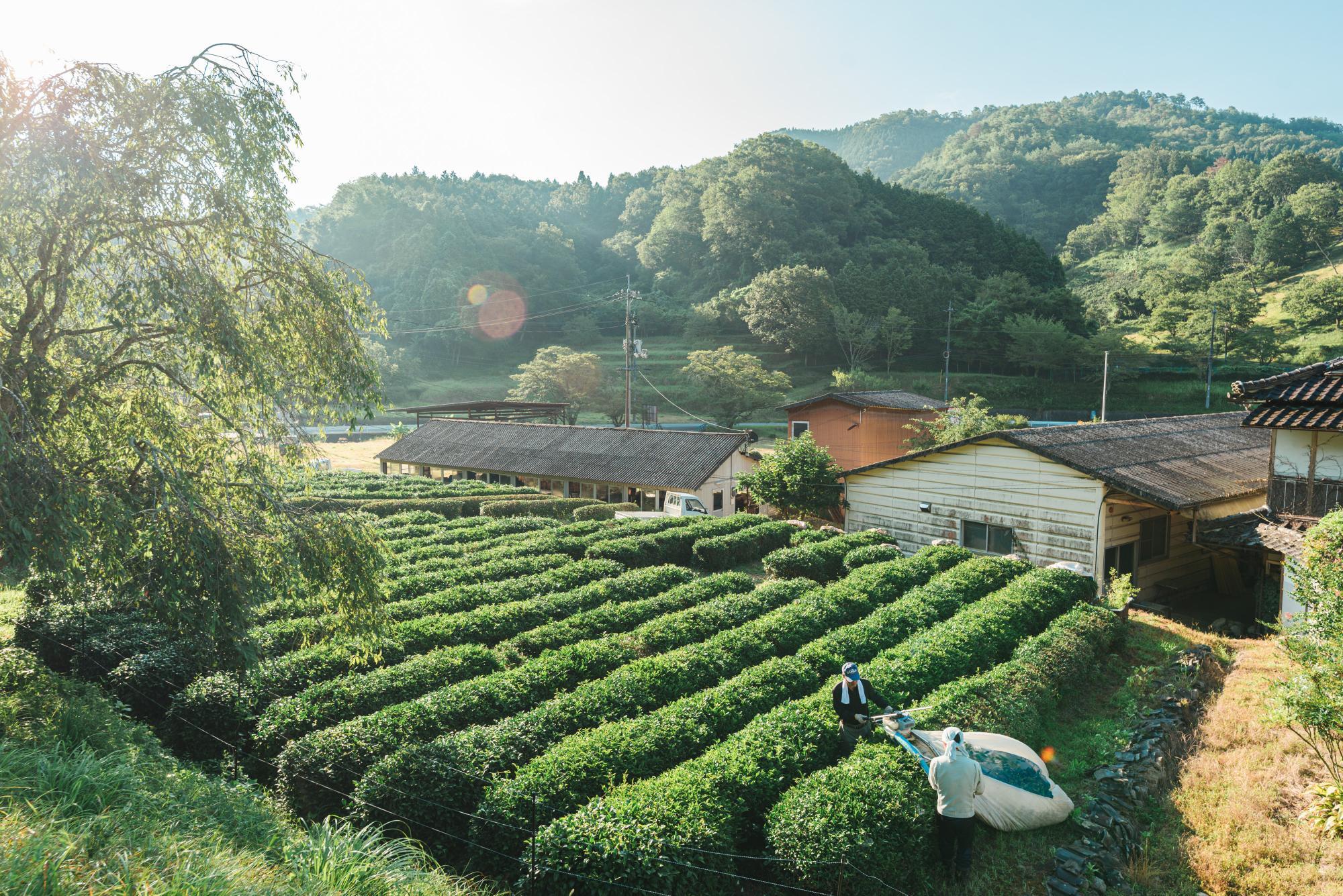 美作番茶用の在来種の茶畑。除草剤を使わないため、草取りにも時間がかかり管理は大変なのだそう。（写真：小林さんより）