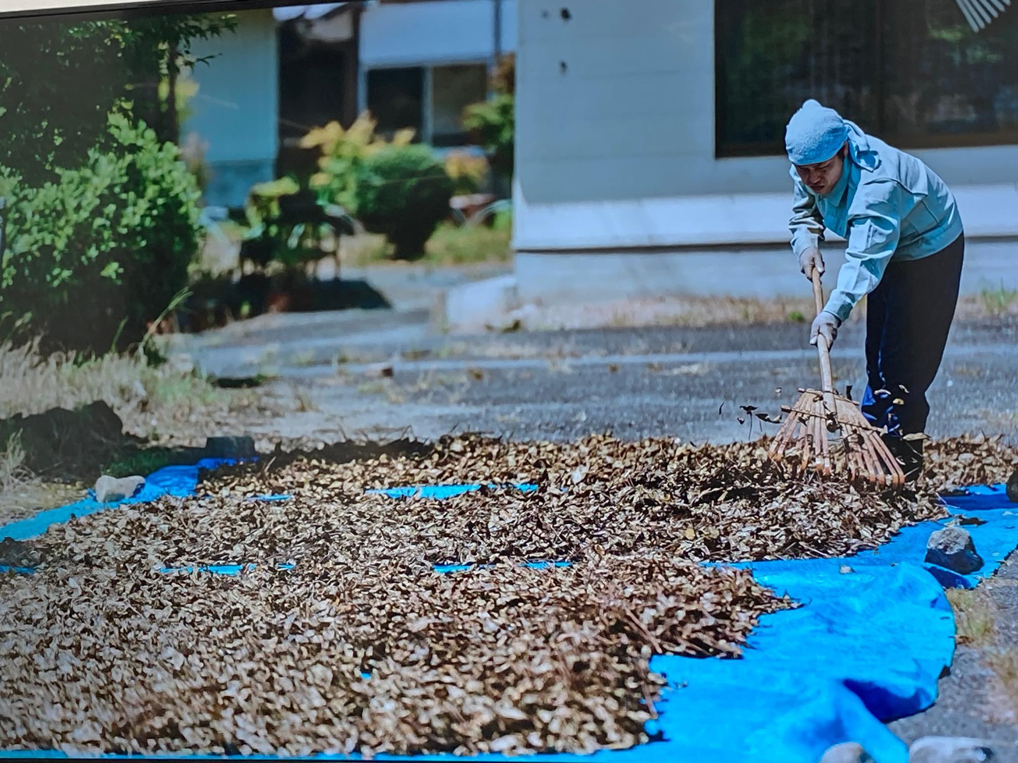 炎天下の中、大量の茶葉を混ぜながら乾燥させます。晴天なら1日半くらいで乾くのだそう。写真に写っているのも小林さんです（写真：小林さんのワークショップより）