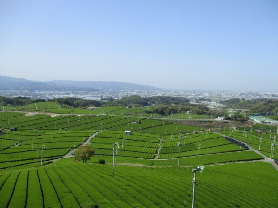 八女の茶畑（写真：福岡県農林水産部園芸振興課）