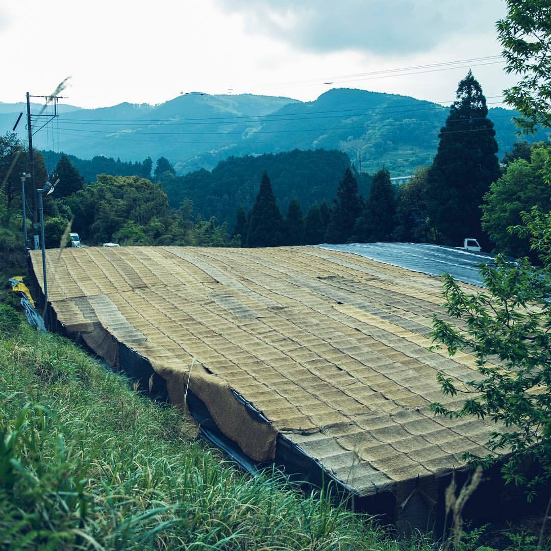 稲わらを使って日光を遮る被覆栽培の茶畑（写真：福岡県農林水産部園芸振興課）