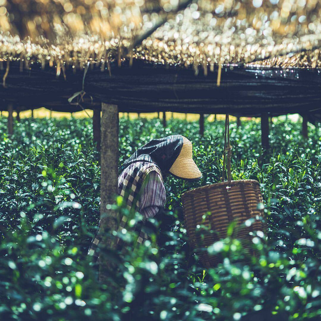 被覆栽培の茶畑で茶摘みをする様子（写真：福岡県農林水産部園芸振興課）