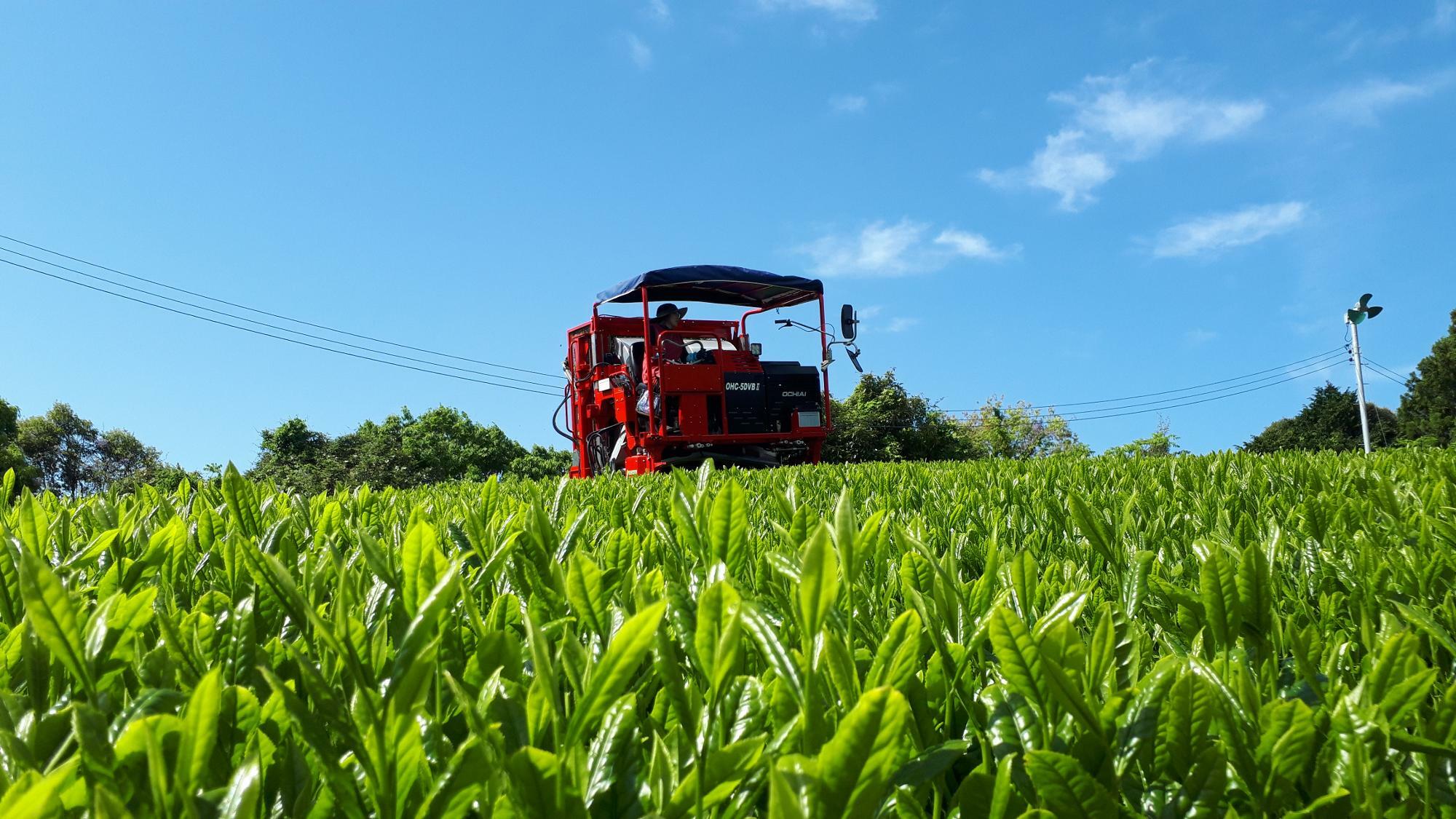 たかつか園の茶畑と乗用型摘採機（写真：高塚さん提供）