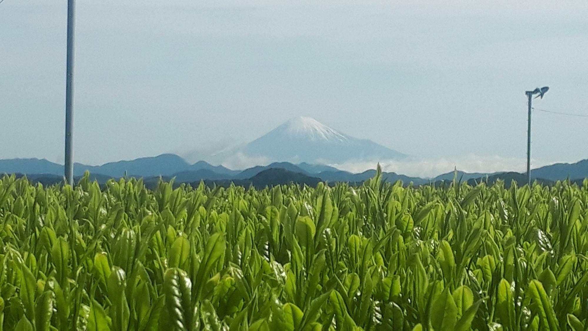 遠くに富士山も見える牧之原の茶畑（高塚さん提供）